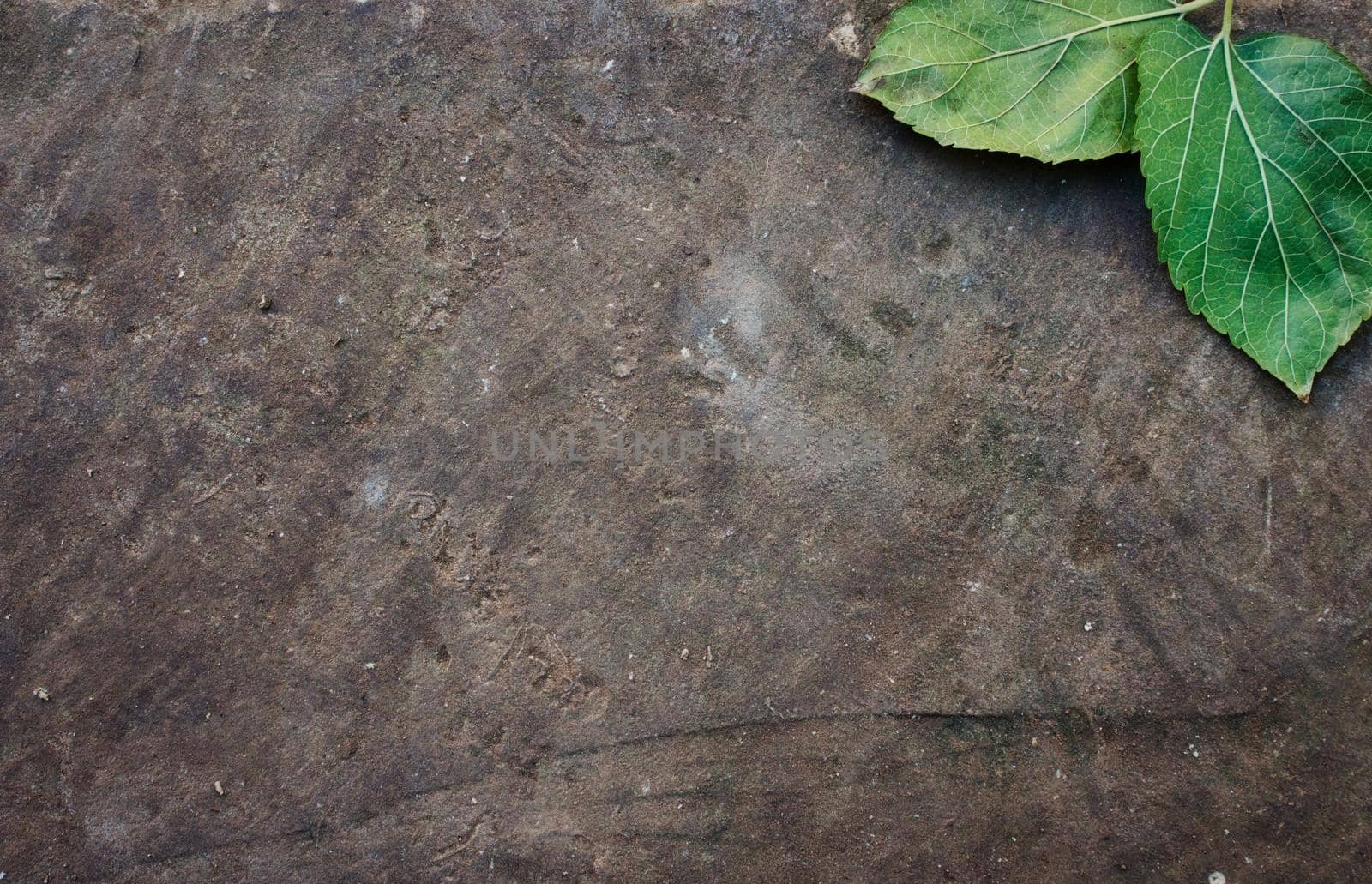 A grey brown rock or stone background with a pair of green leaves in one corner