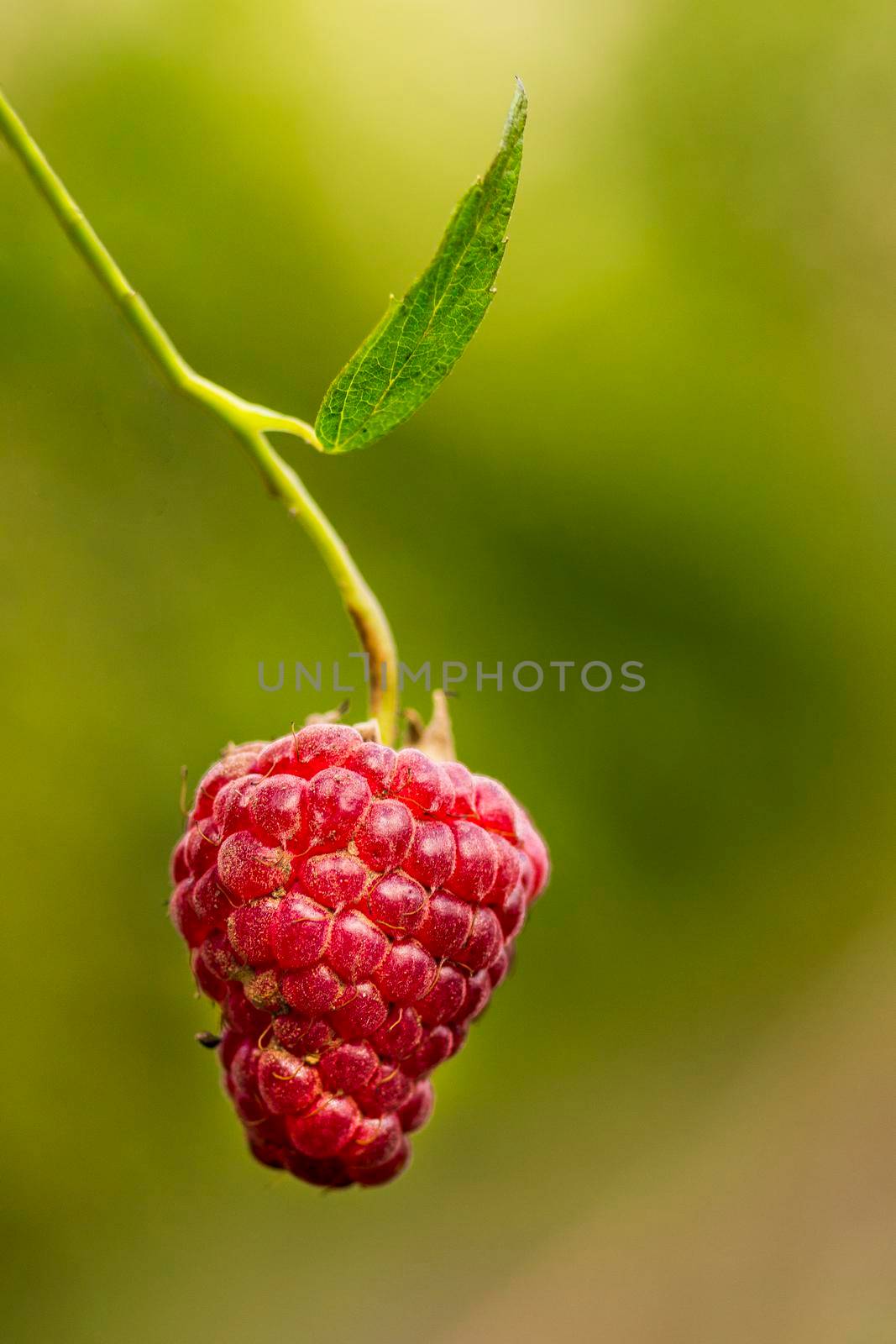 a branch with ripe raspberries