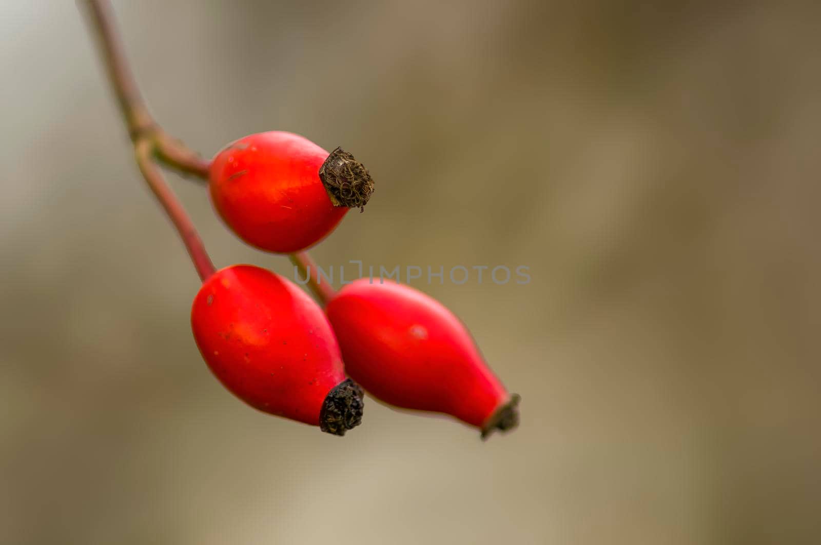 a branch with red rose hips