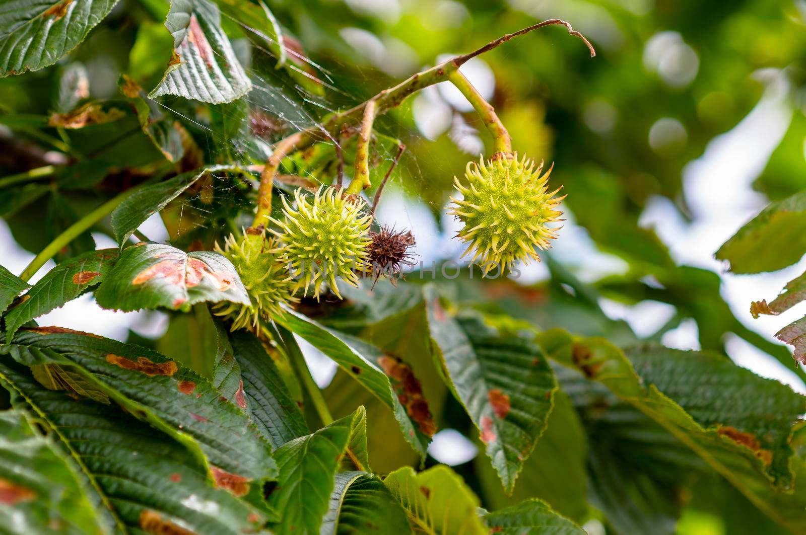 a branch with fresh green chestnuts