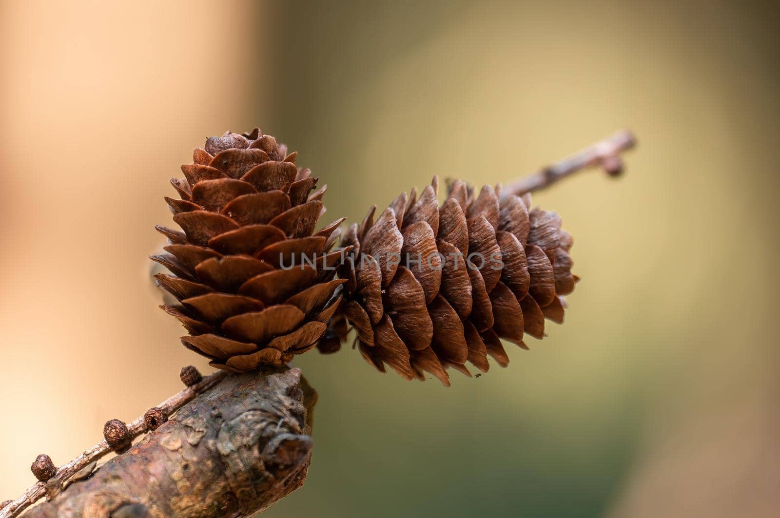 a branch with a brown cone