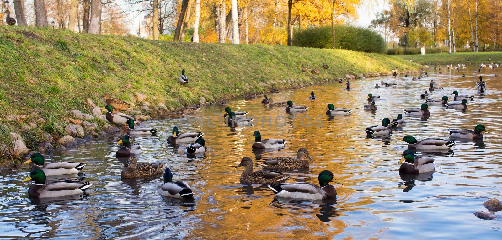 flock of mallard ducks swim on the pond in autumn park.