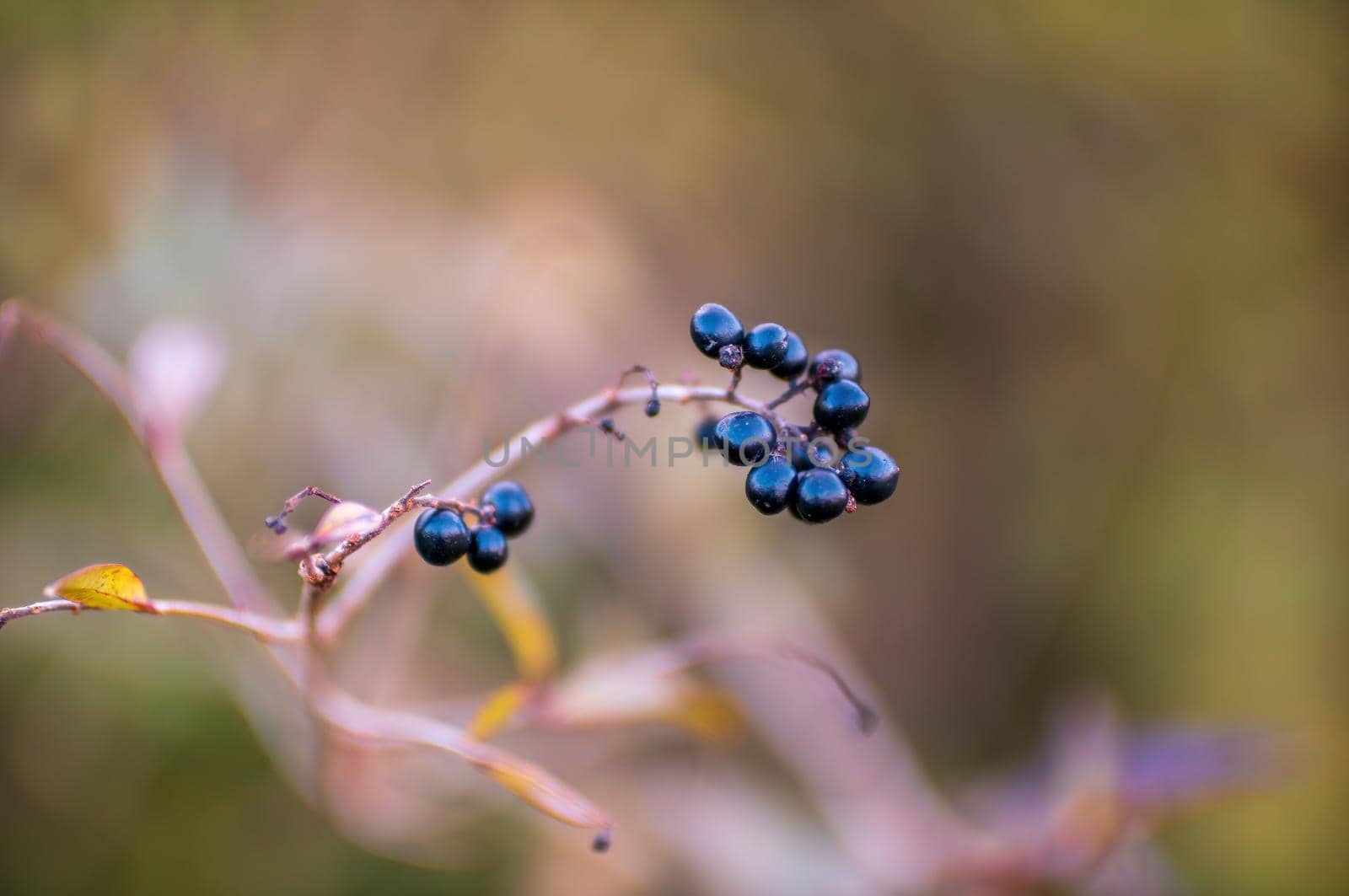 a branch with black berries