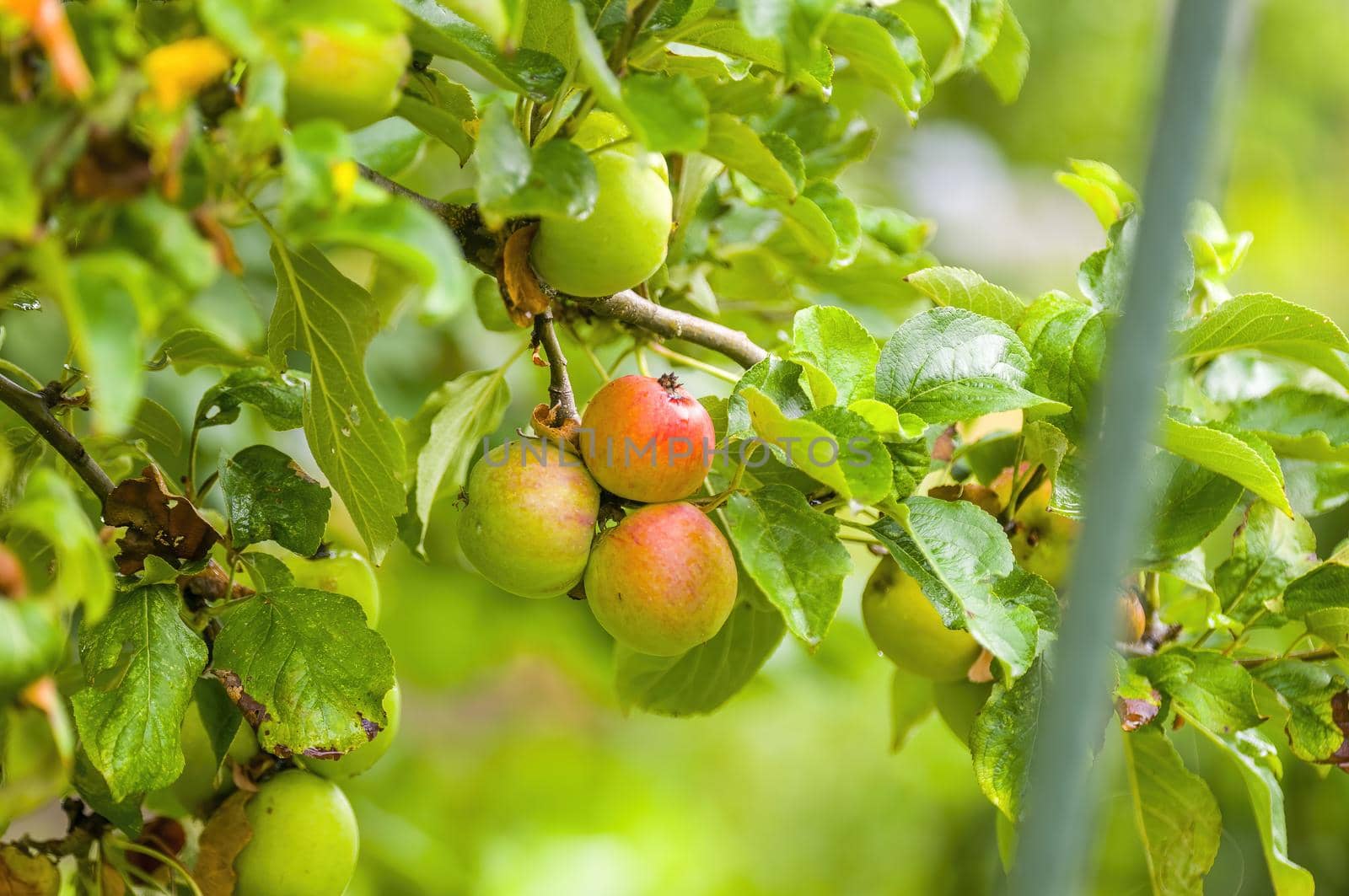 a branch with ripe apples