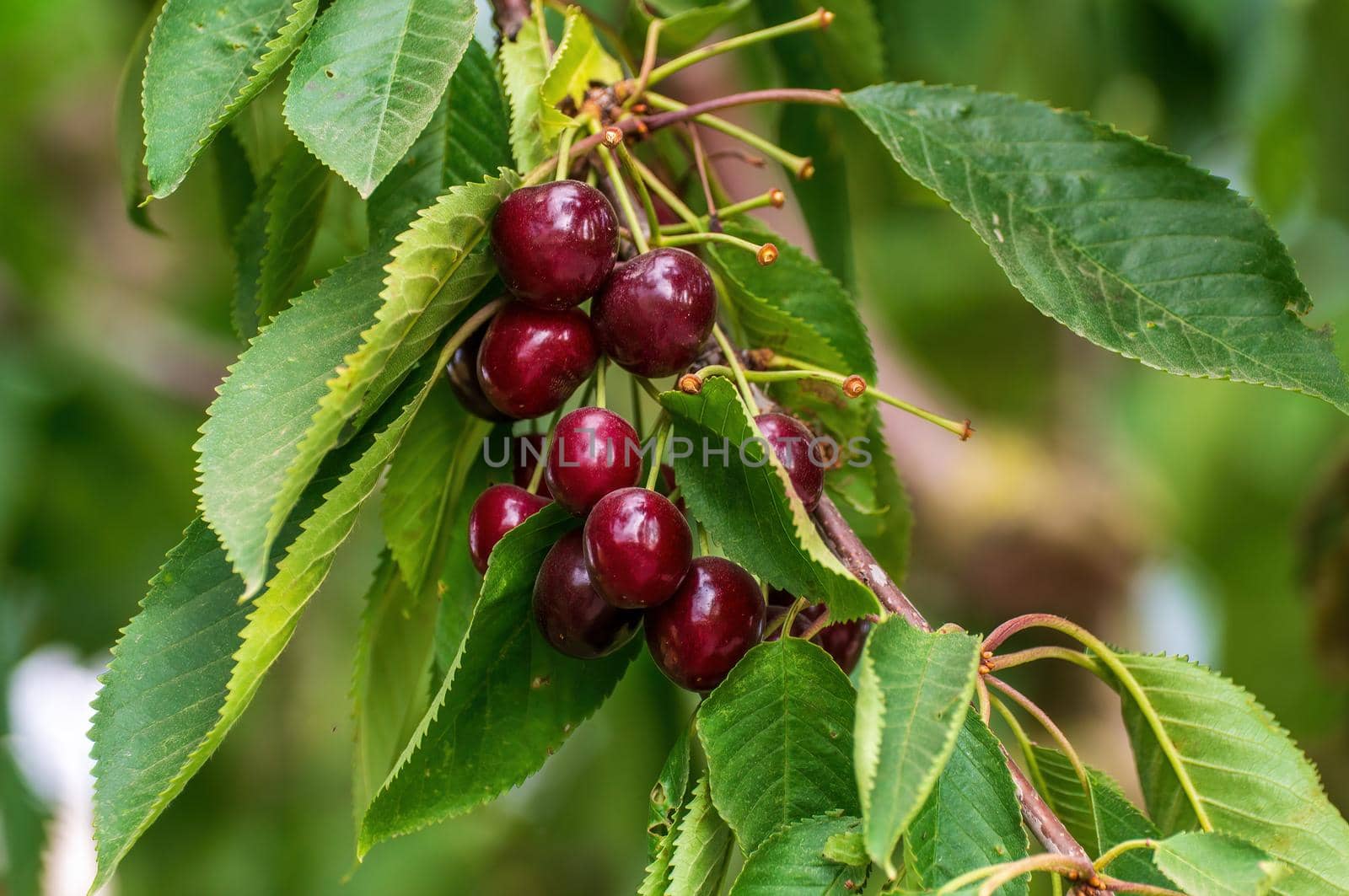 a branch with ripe cherries