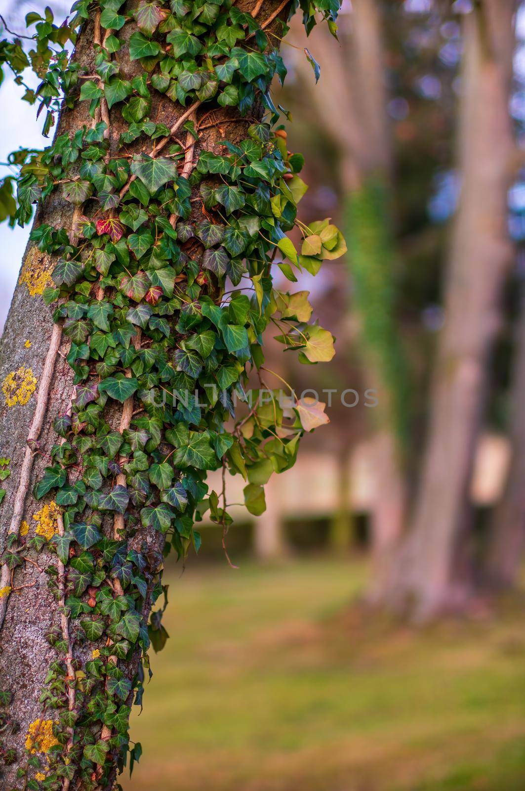 a branch with green ivy leaves in the forest