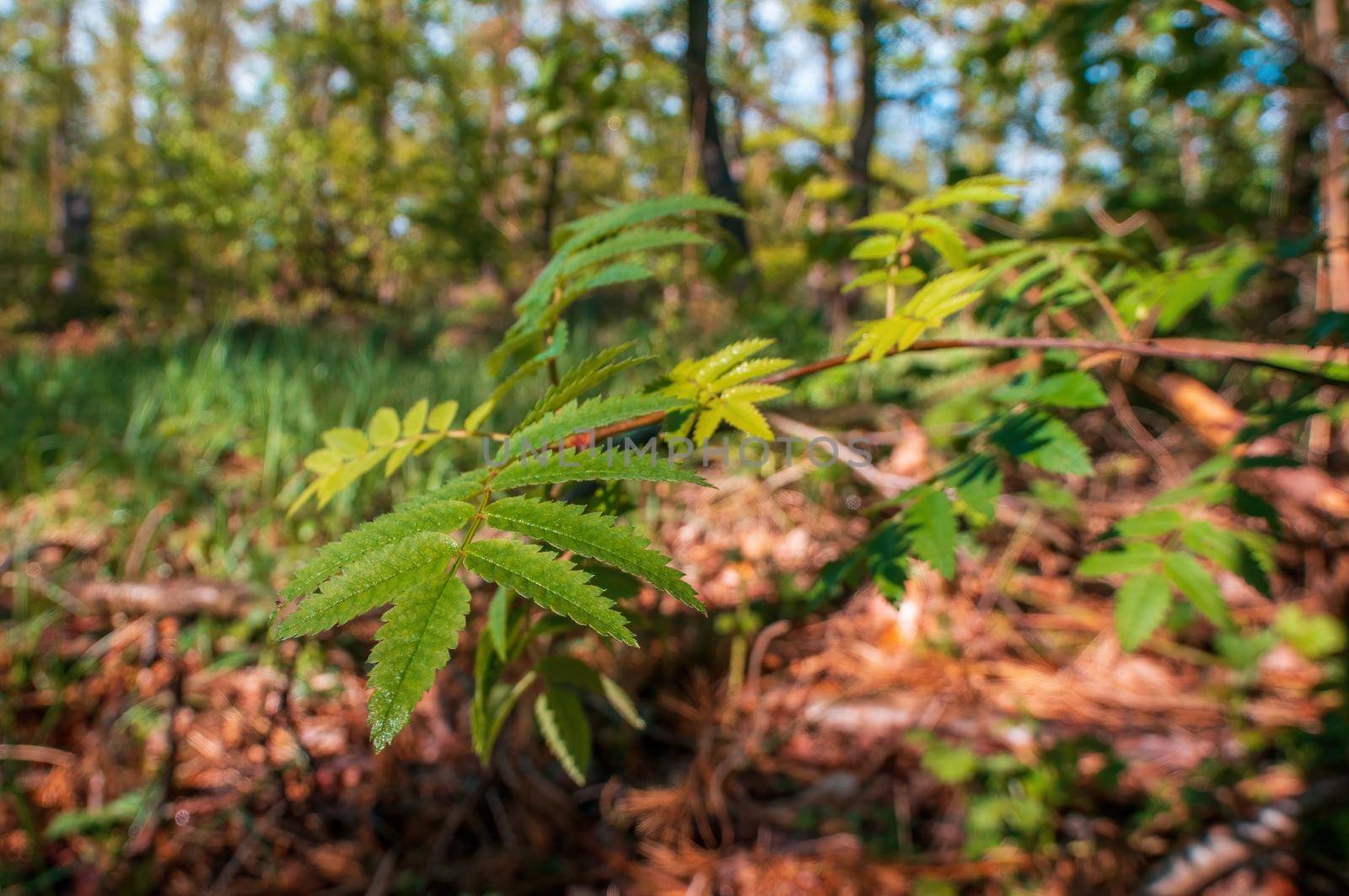 a branch with green ash leaves in the forest