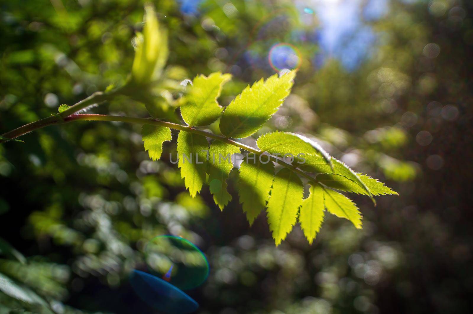 a branch with green ash leaves in the forest