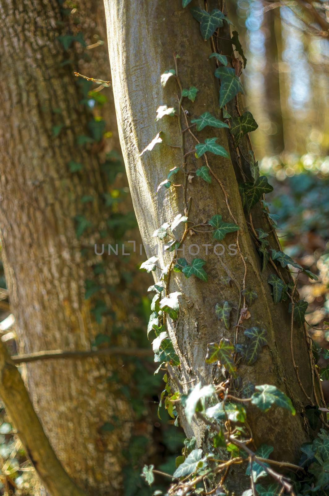 a branch with green ivy leaves in the forest