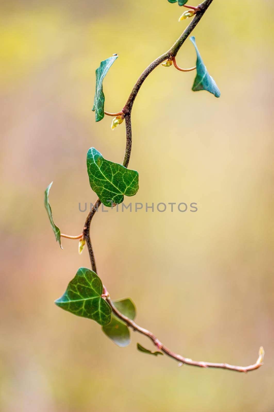 a branch with green ivy leaves in the forest