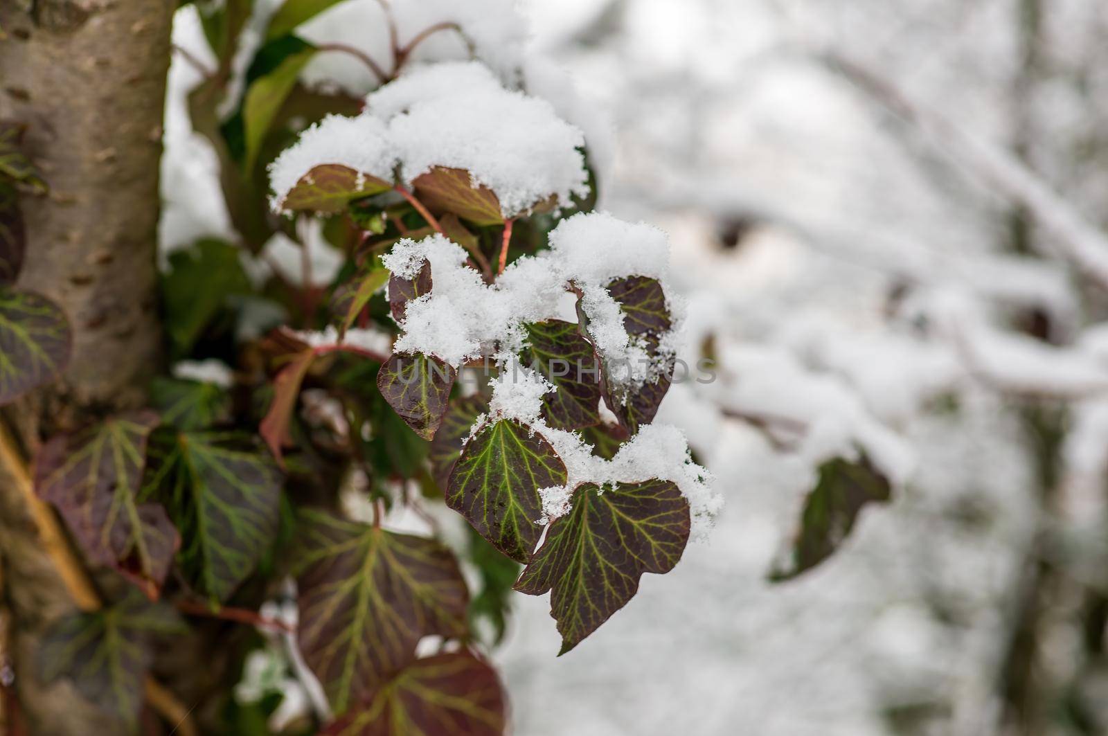 a branch with green ivy leaves in the winter forest