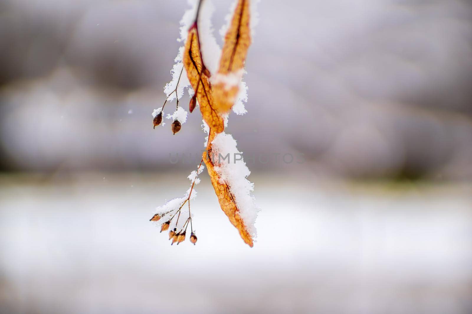 a branch with frozen brown autumn leaves in the forest