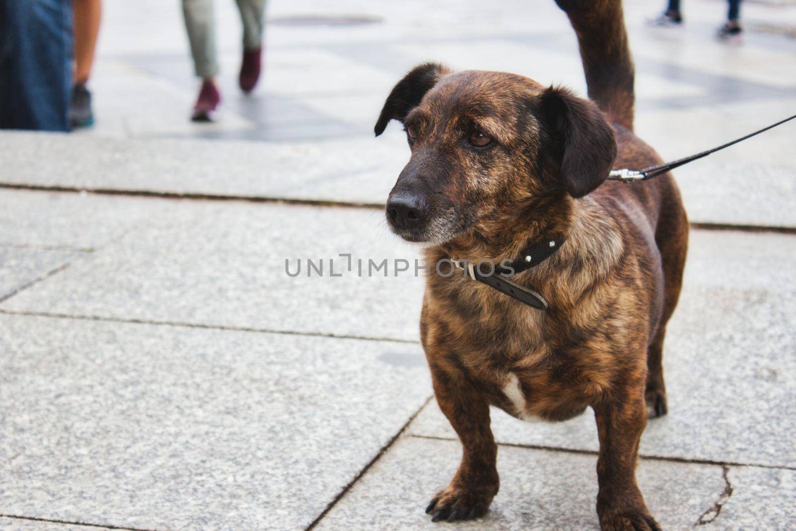 Small dog on a leash on a busy sidewalk in the city by tennesseewitney
