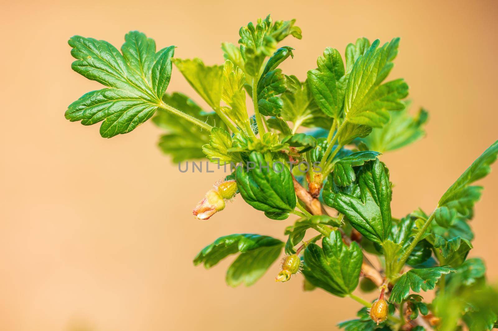 a branch with green leaves in the forest