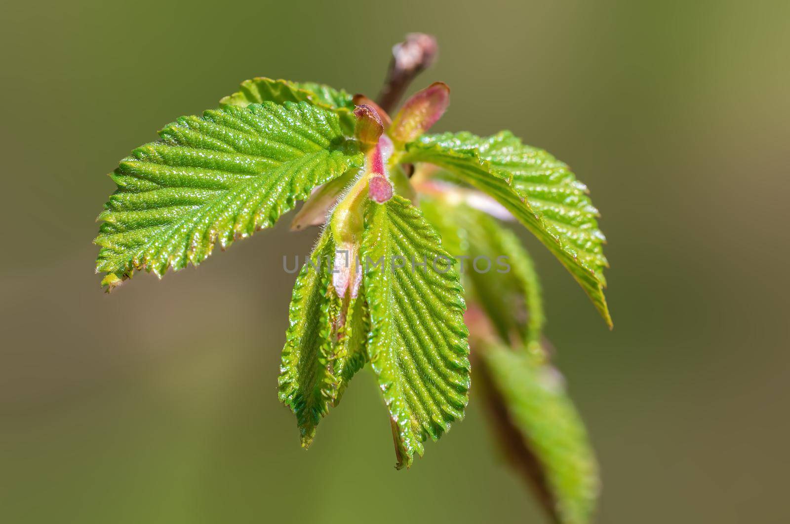 a branch with green beech leaves in the forest