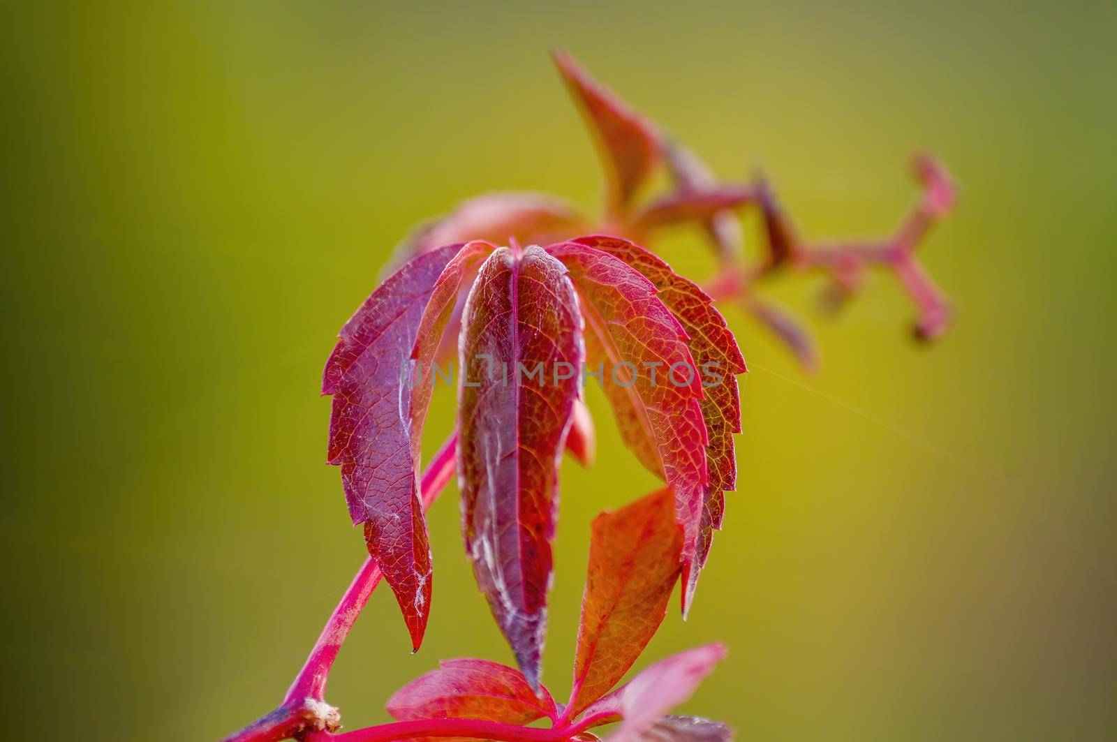 a branch with red autumn leaves in the forest