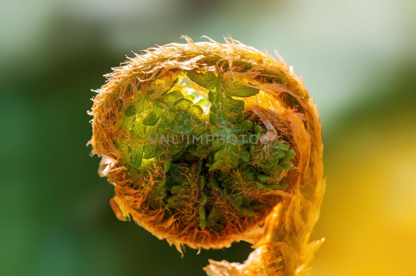 a branch with green fern leaves in the forest