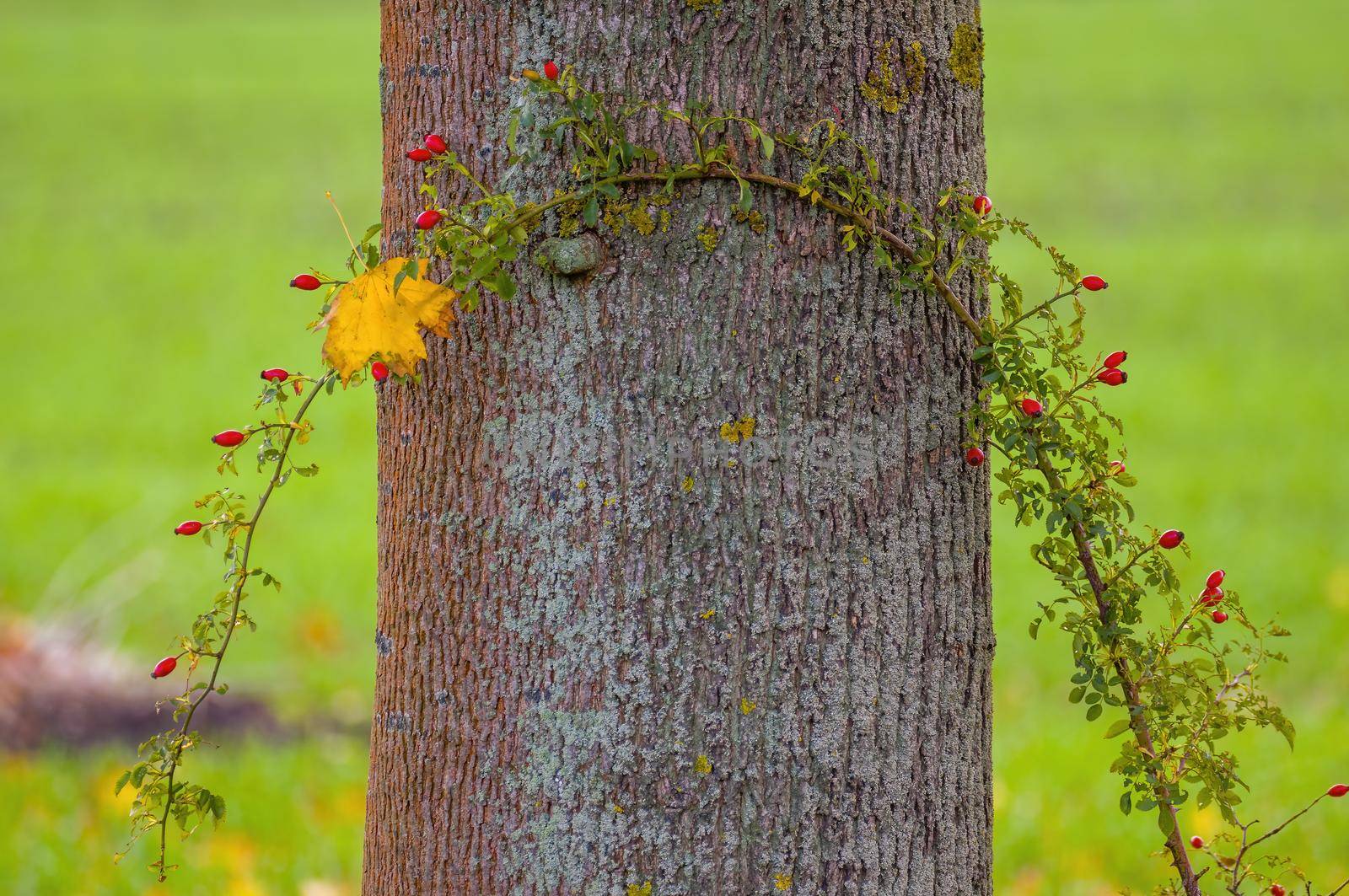a branch with green leaves in the forest