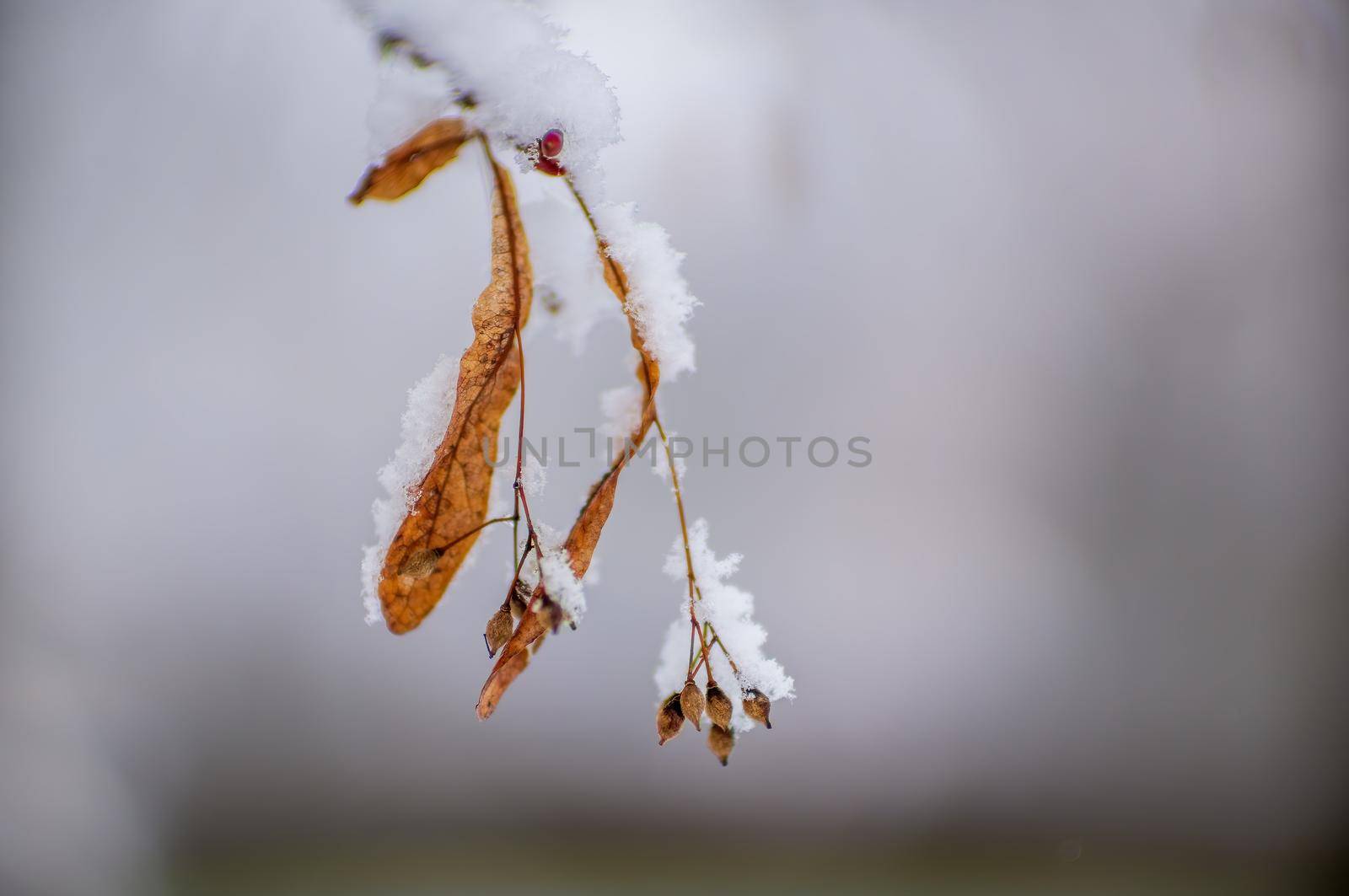 a branch with frozen brown autumn leaves in the forest