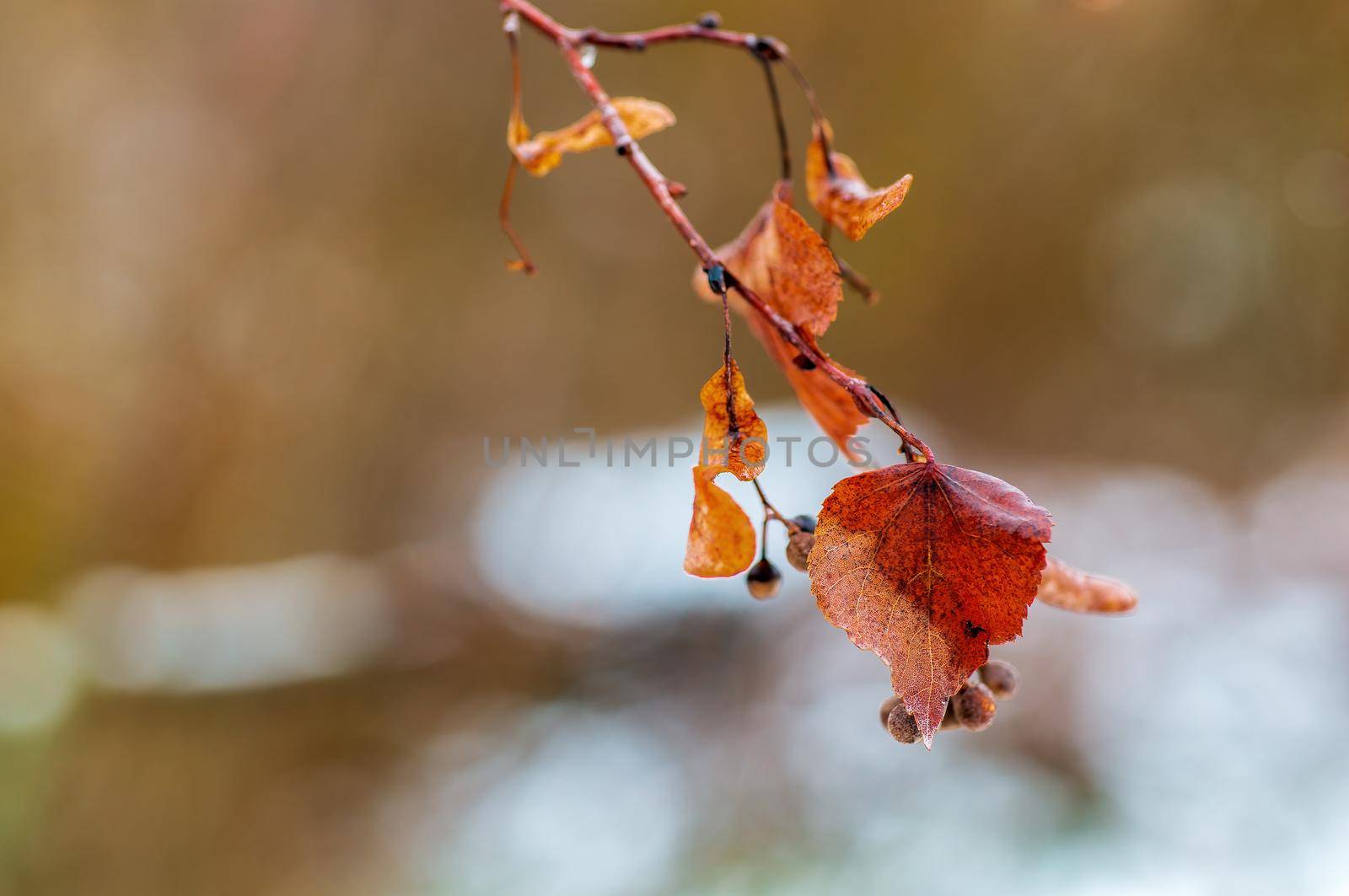 a branch with brown autumn leaves in the forest