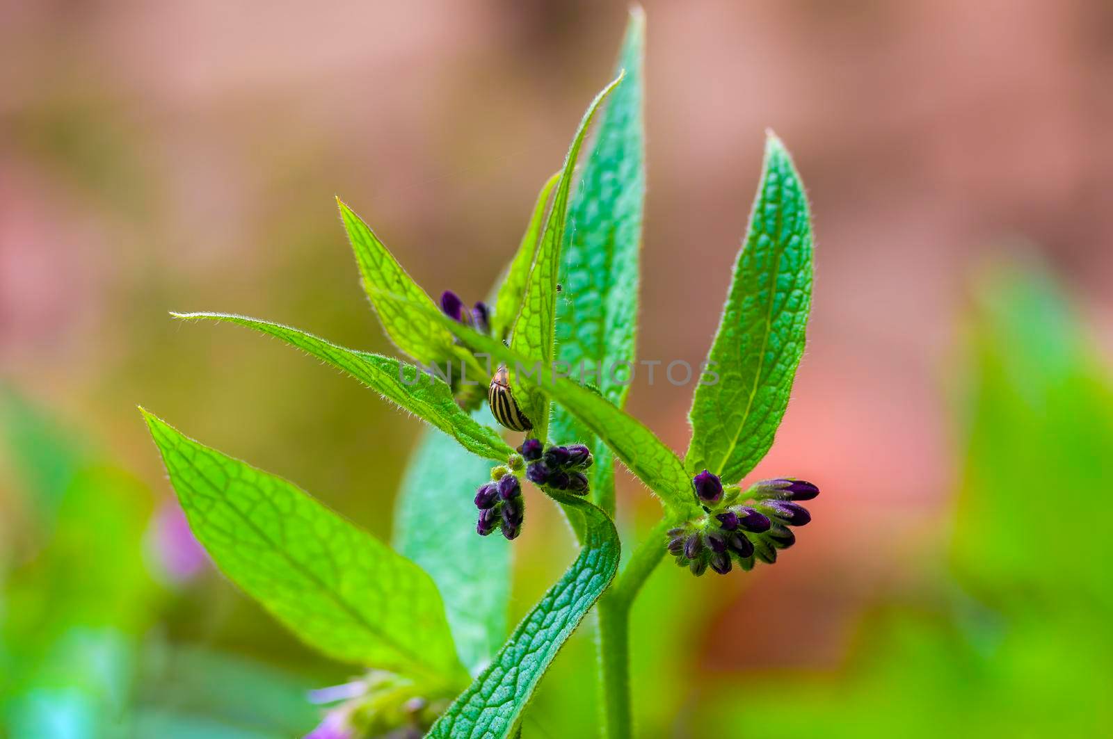 a branch with green leaves in the forest
