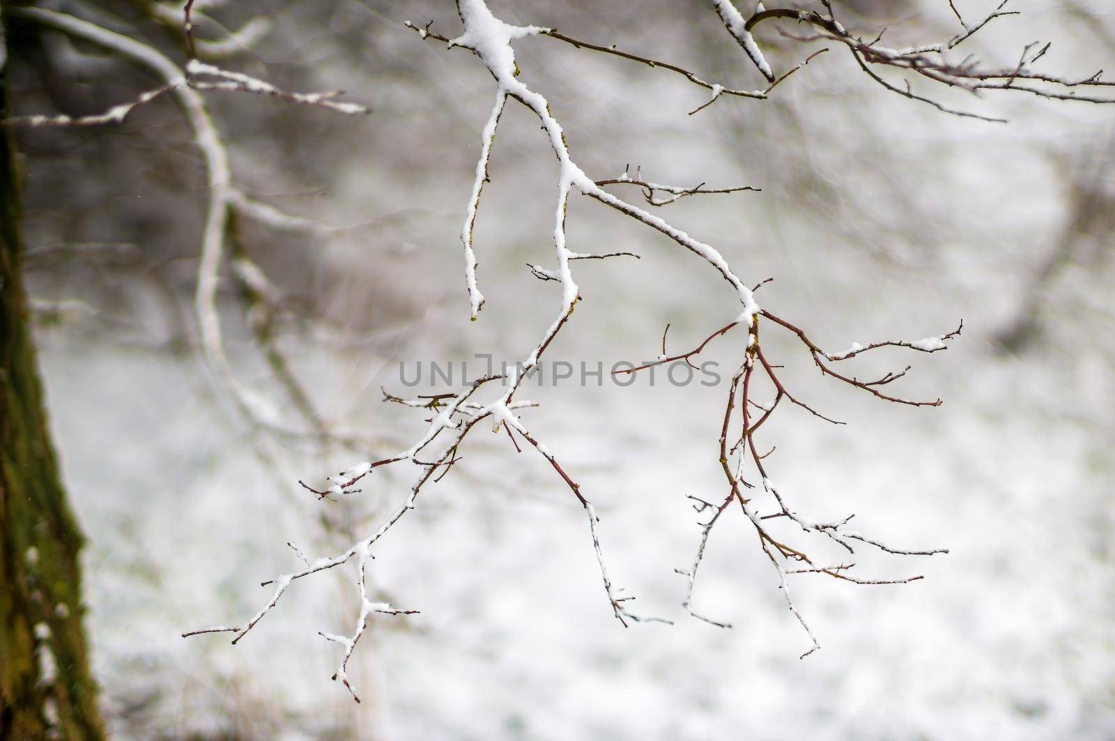 a branch covered with snow in winter forest