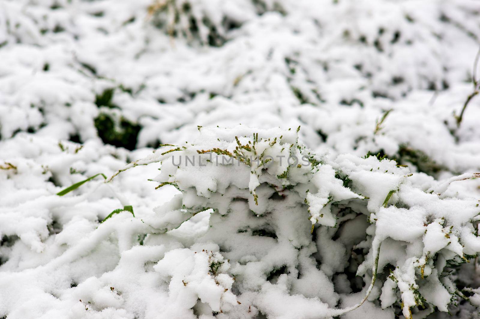 a branch covered with snow in winter forest