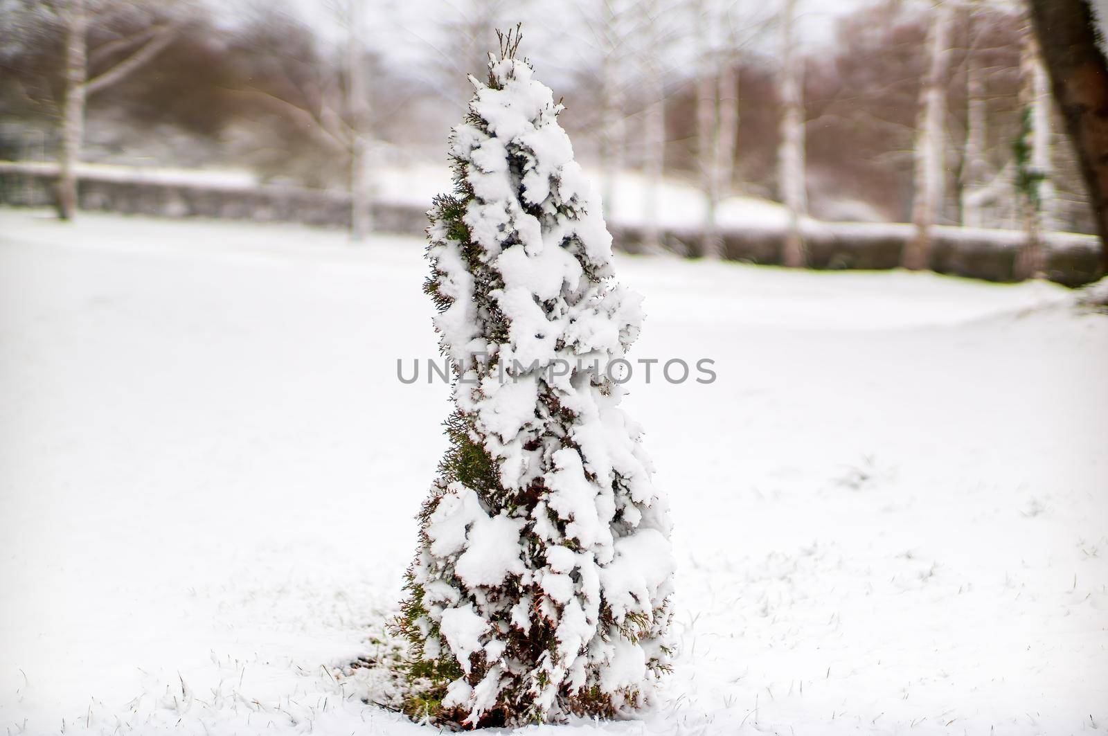 a branch covered with snow in winter forest