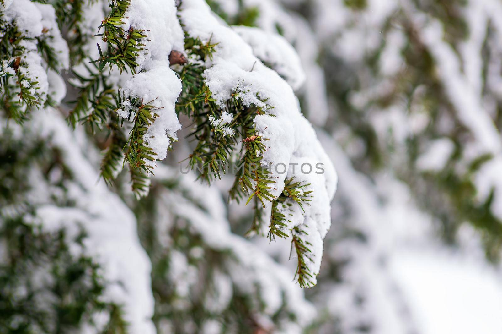a branch covered with snow in winter forest