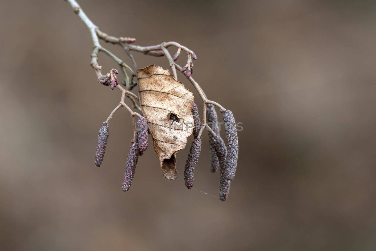 a branch with brown autumn leaves in the forest