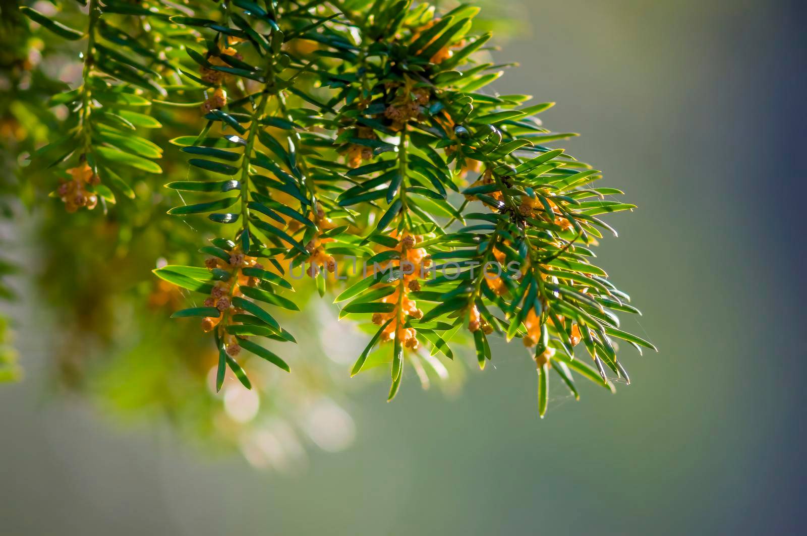 a green branch of a yew tree in the forest