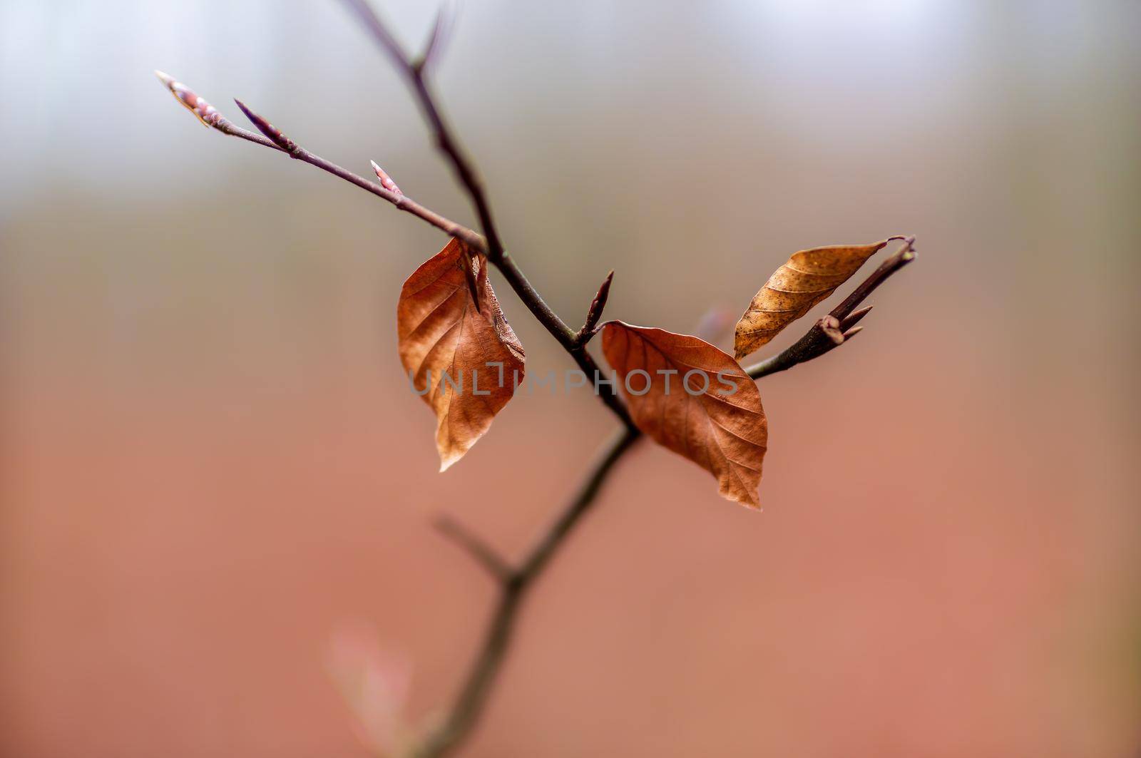 a branch with brown autumn leaves in the forest