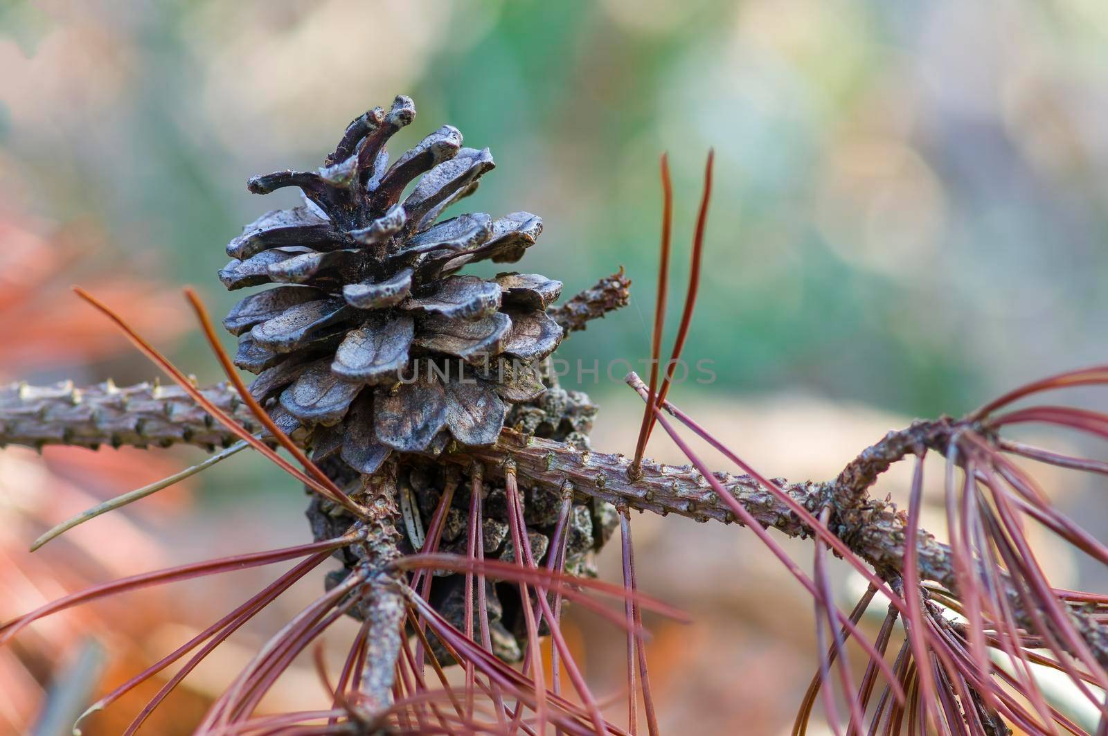 a branch with brown cones in the winter forest