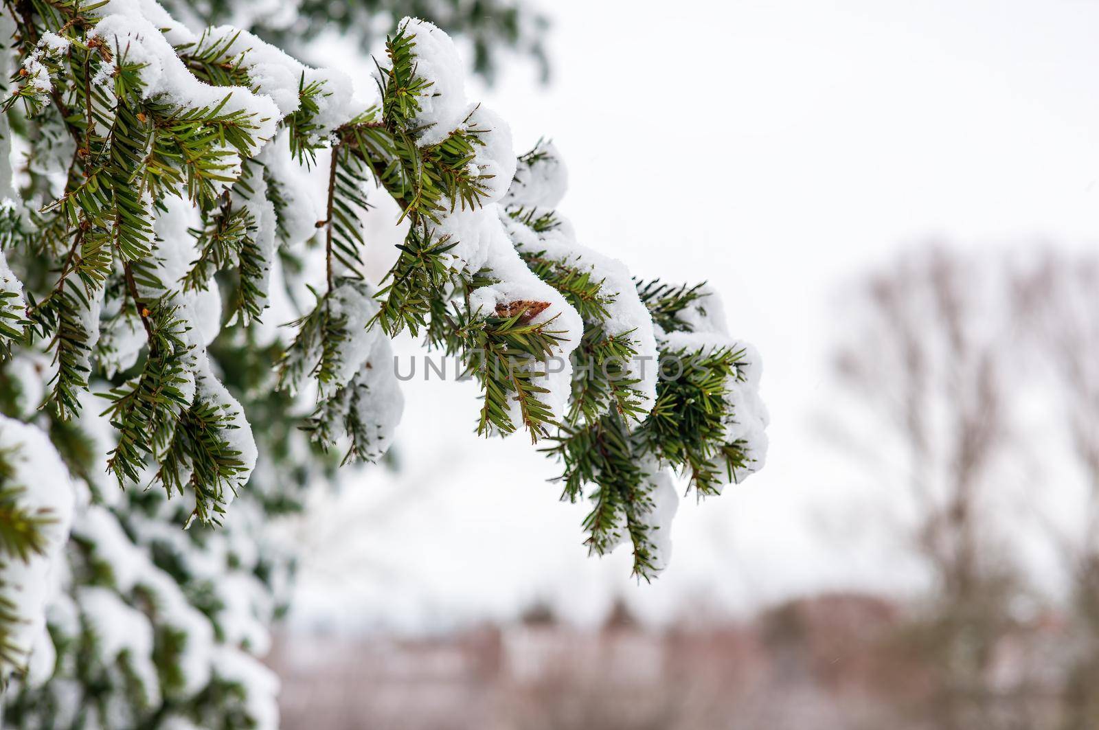 a branch covered with snow in winter forest