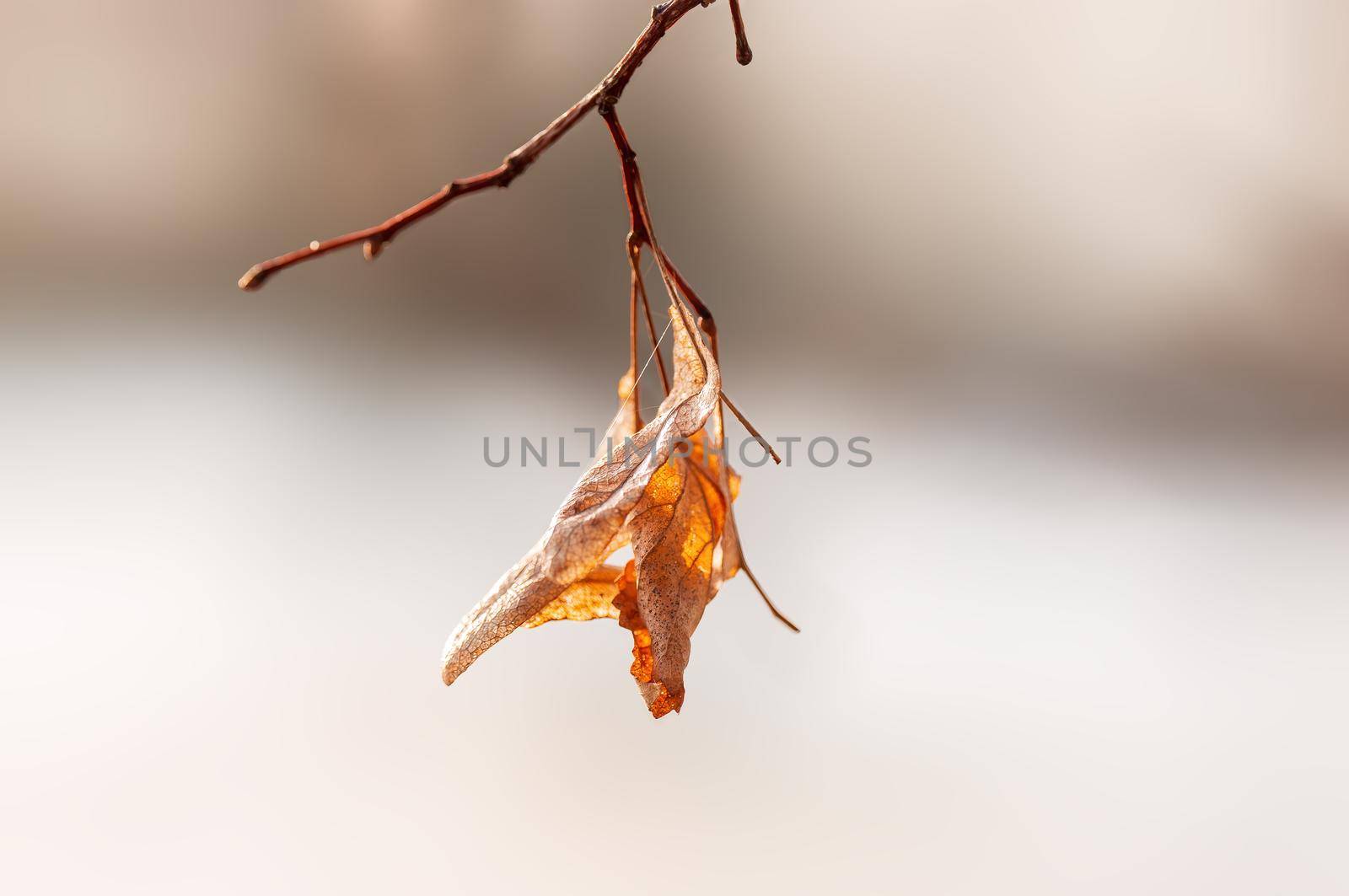 a branch with brown autumn leaves in the forest