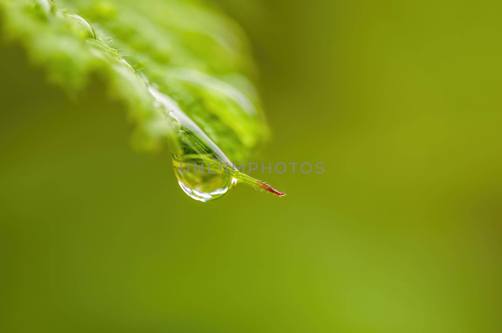 a branch with green leaves in the forest
