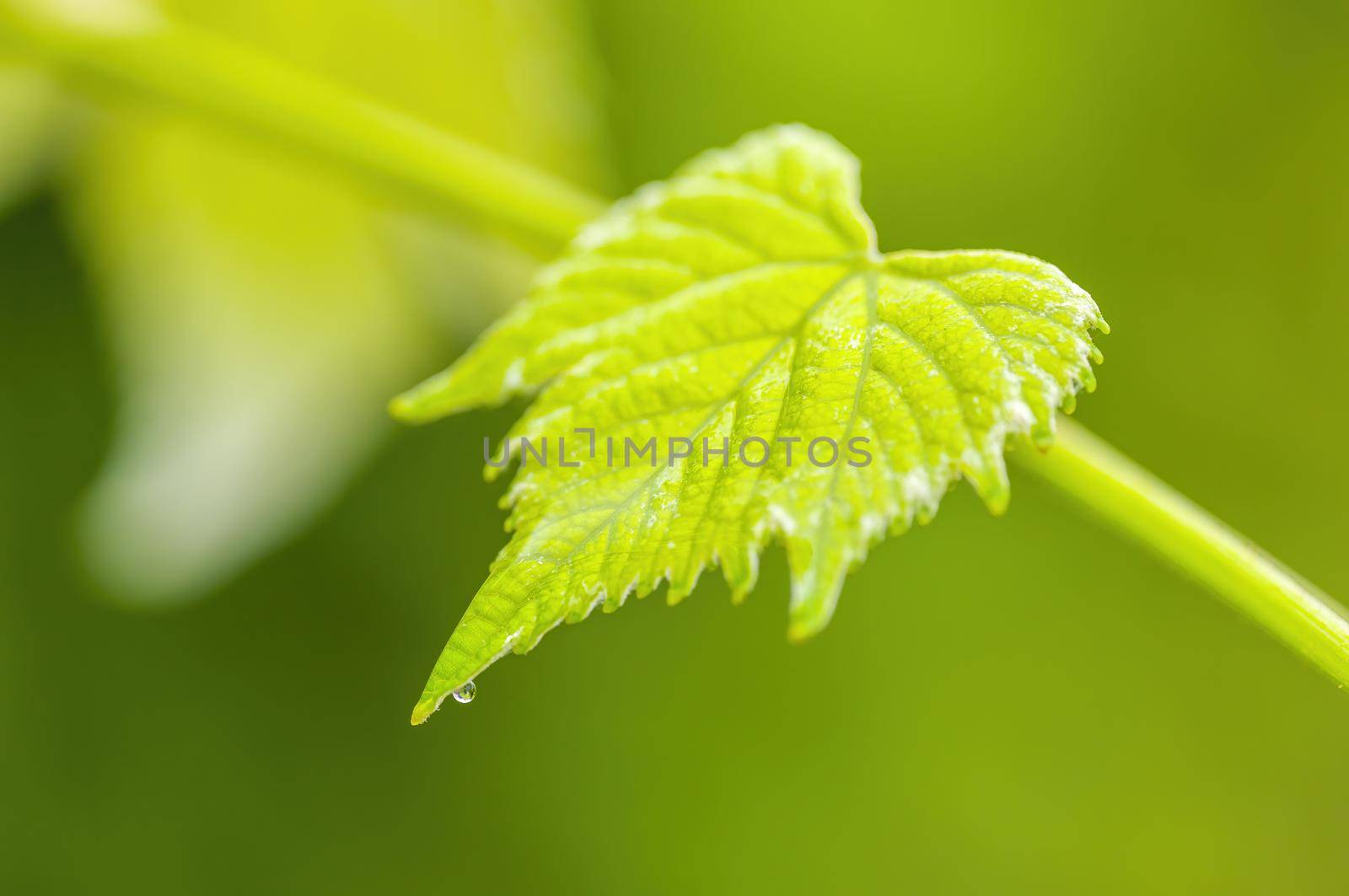 a branch with green wine leaves in the forest