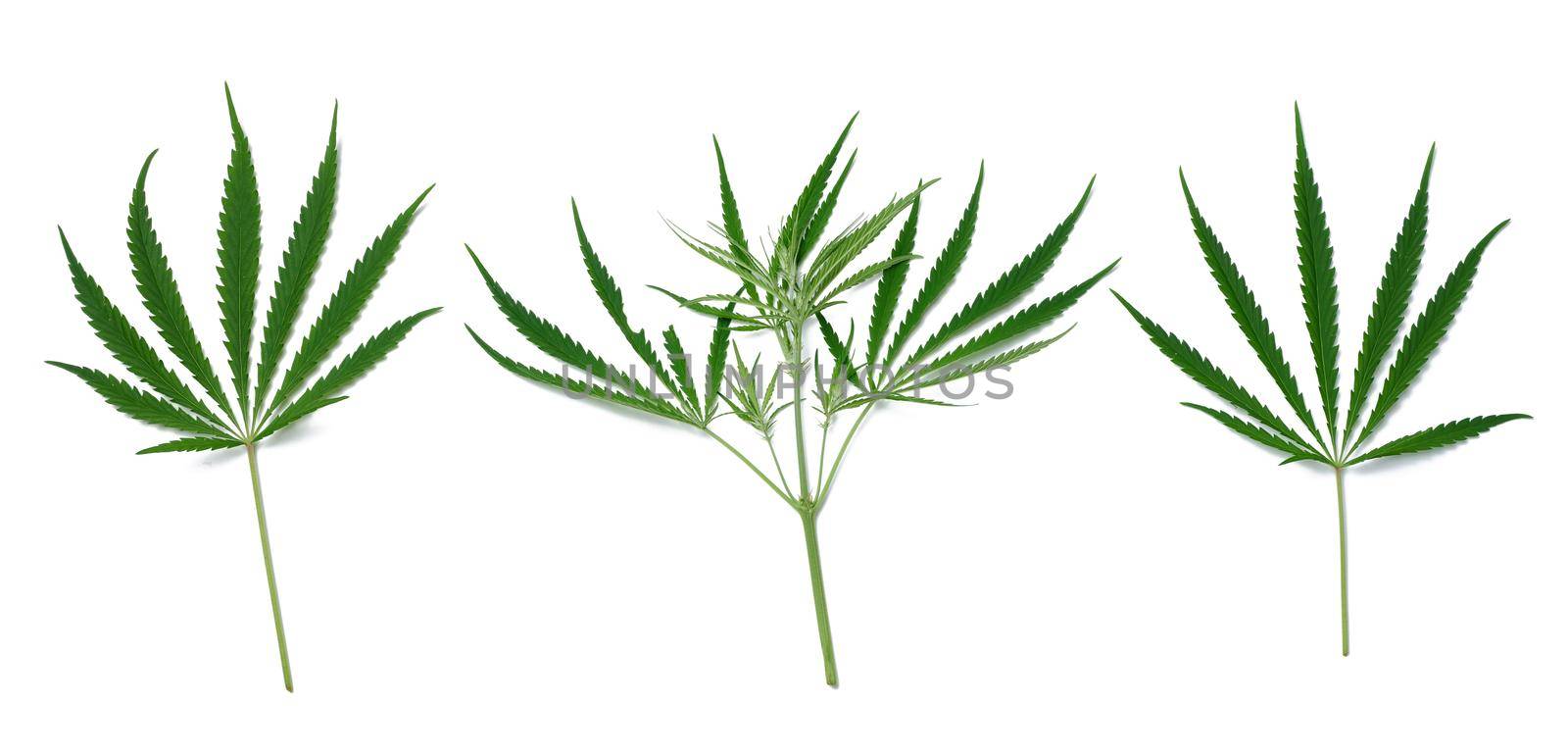 Green cannabis leaf on a white isolated background, top view. Set