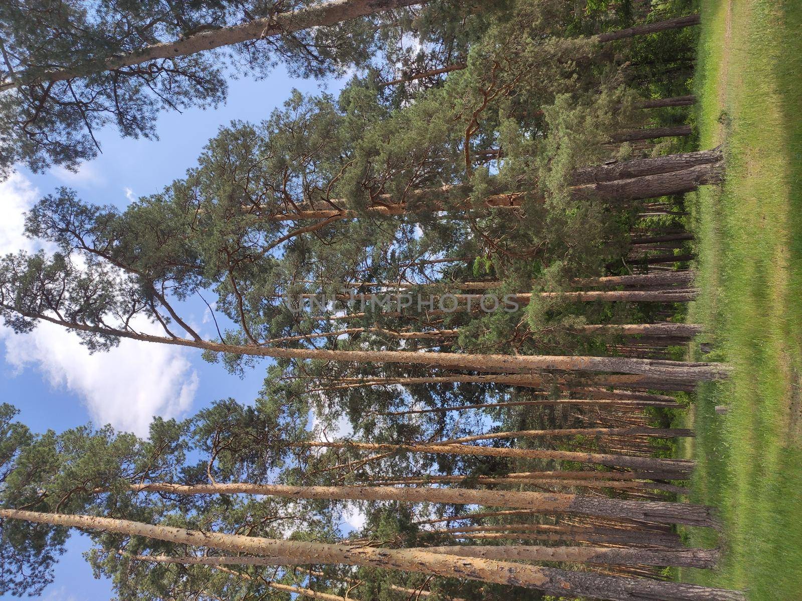 Pine forest nature background blue sky.
