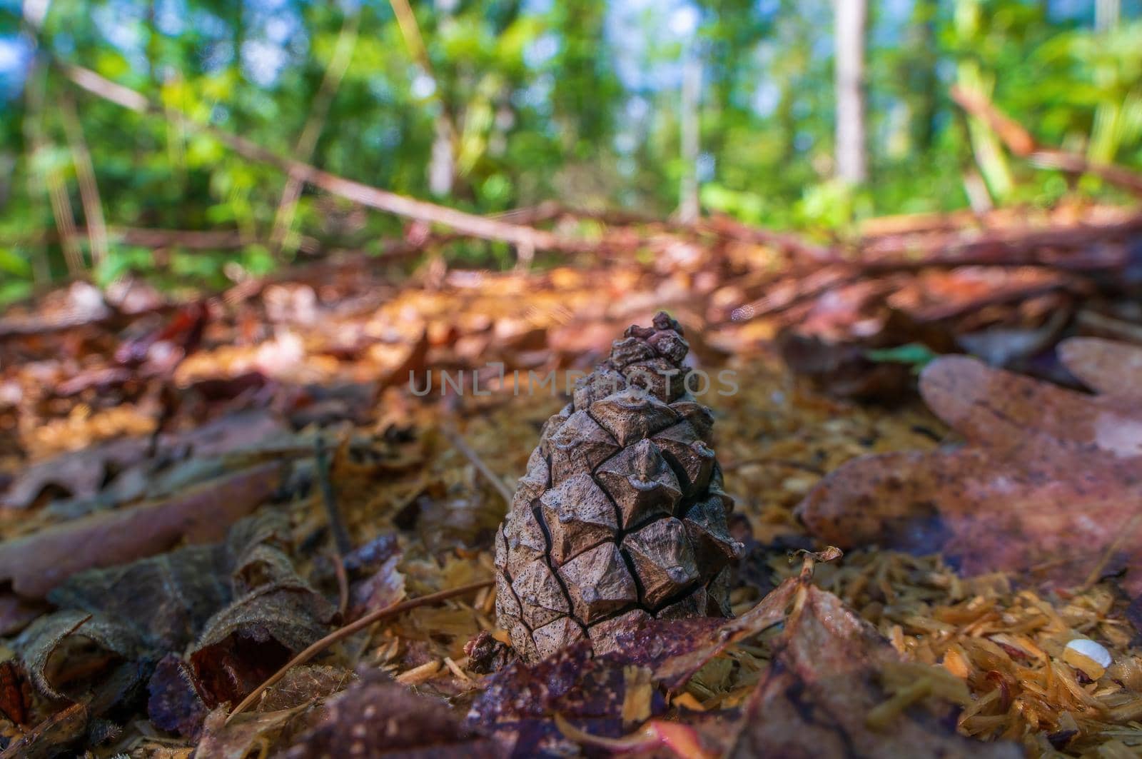 a branch with a brown cone