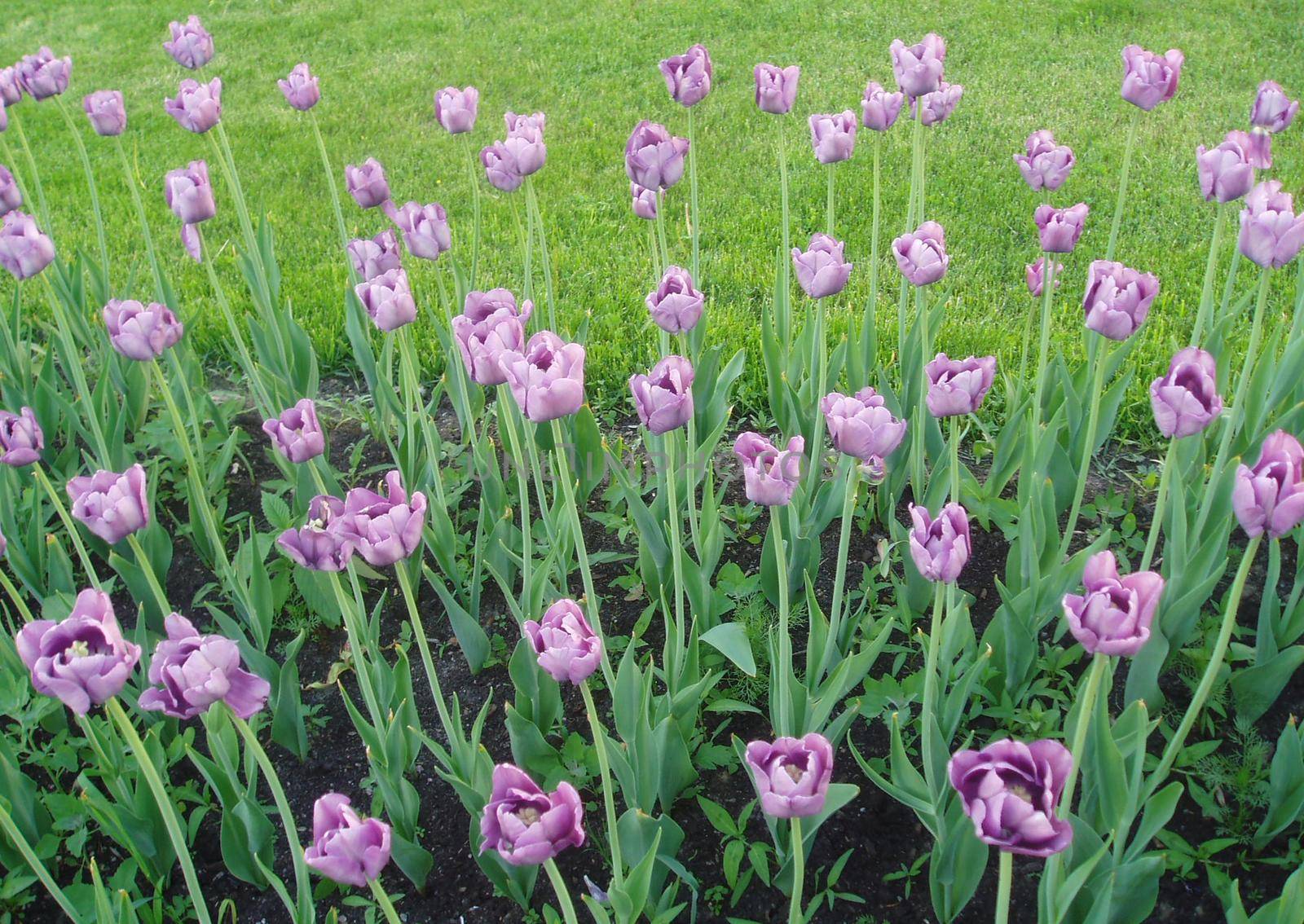 Flowerbed with purple tulips. Blooming tulips