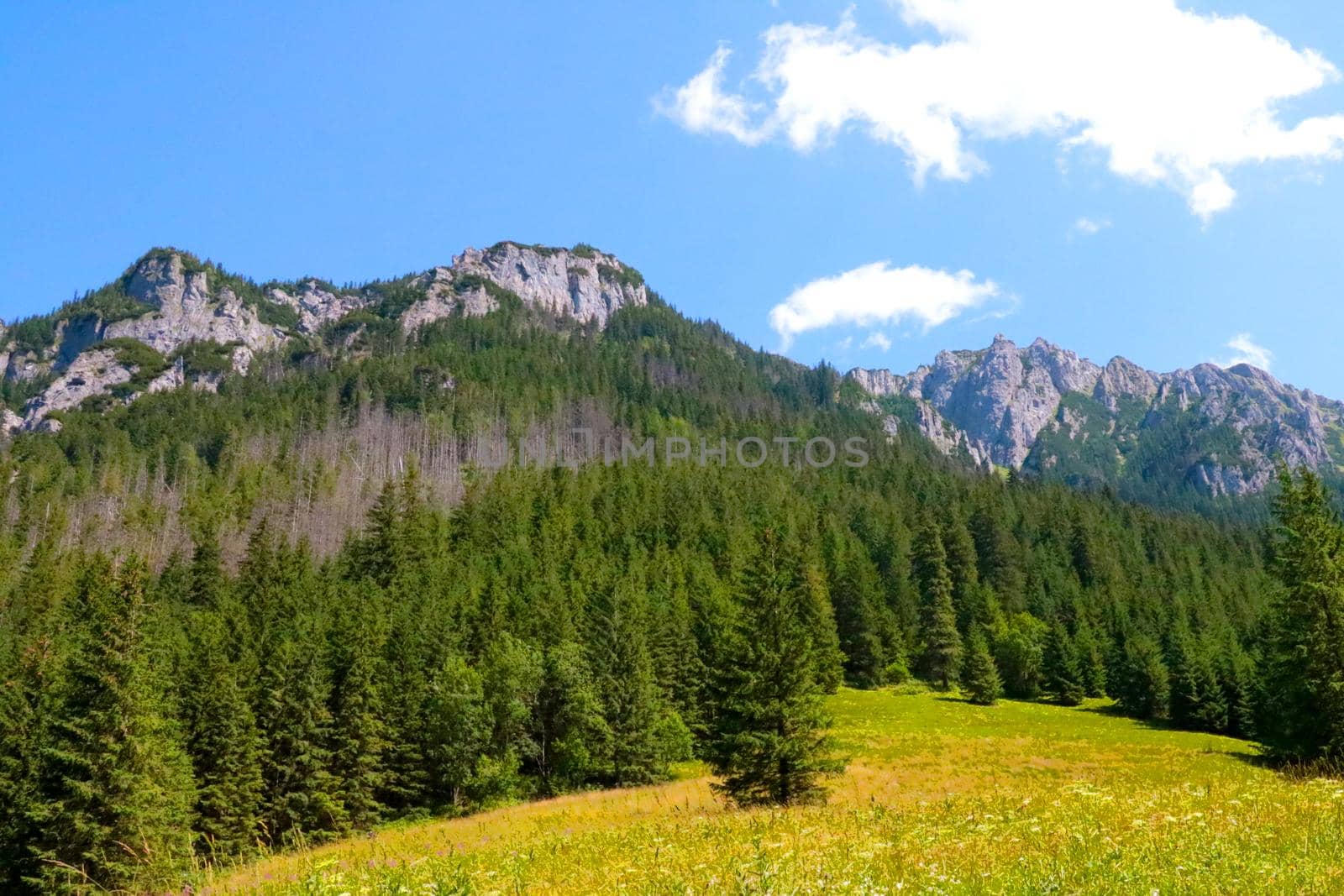 View of the mountains and the green forest on a sunny summer day. by kip02kas