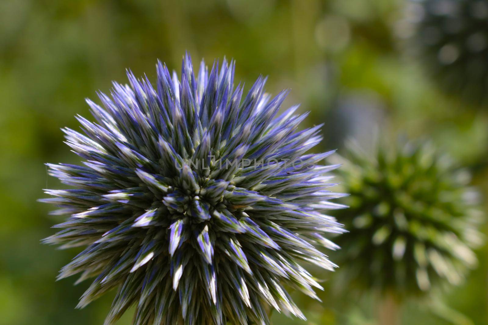 Wild plants and flowers on a green background in summer