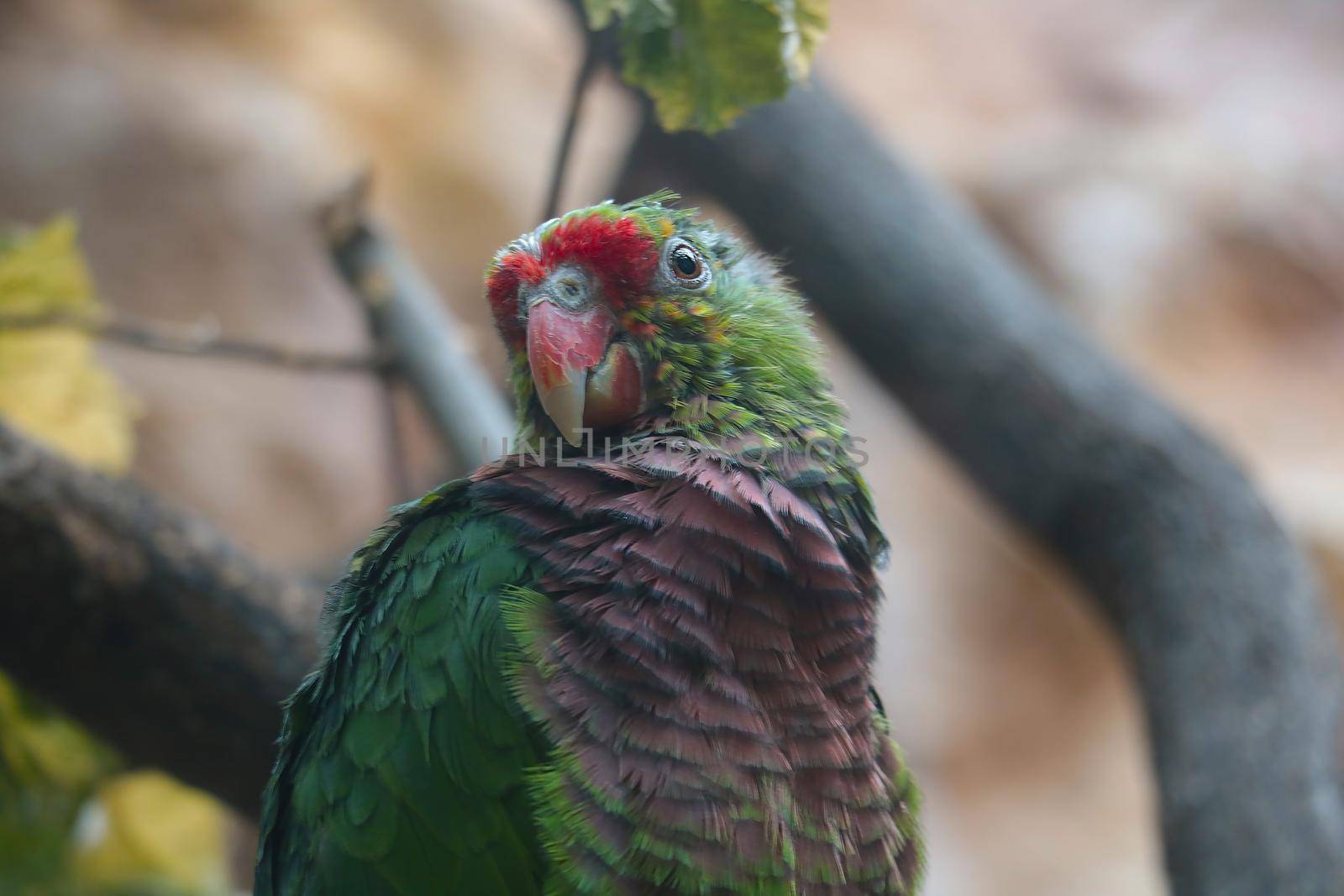 Selective focus. A beautiful parrot sits on a tree