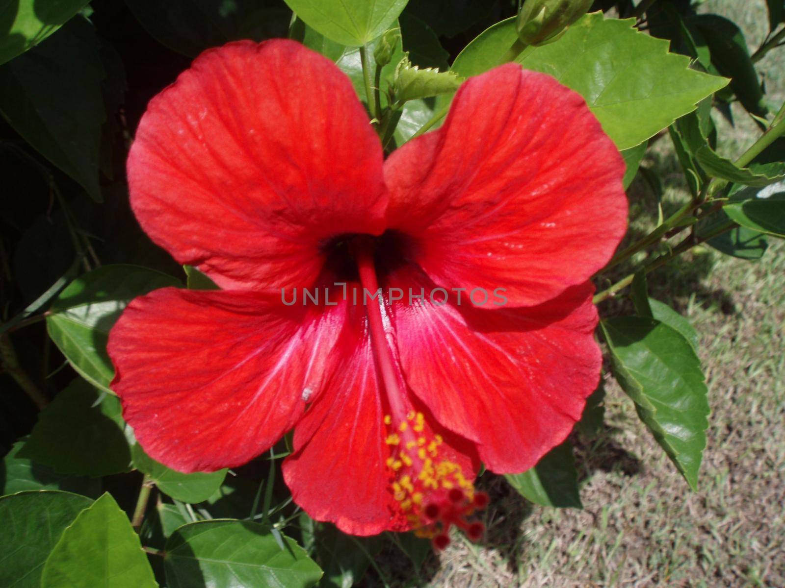 Hibiscus pink Chinese. Chinese Hibiscus, Chinese Rose,