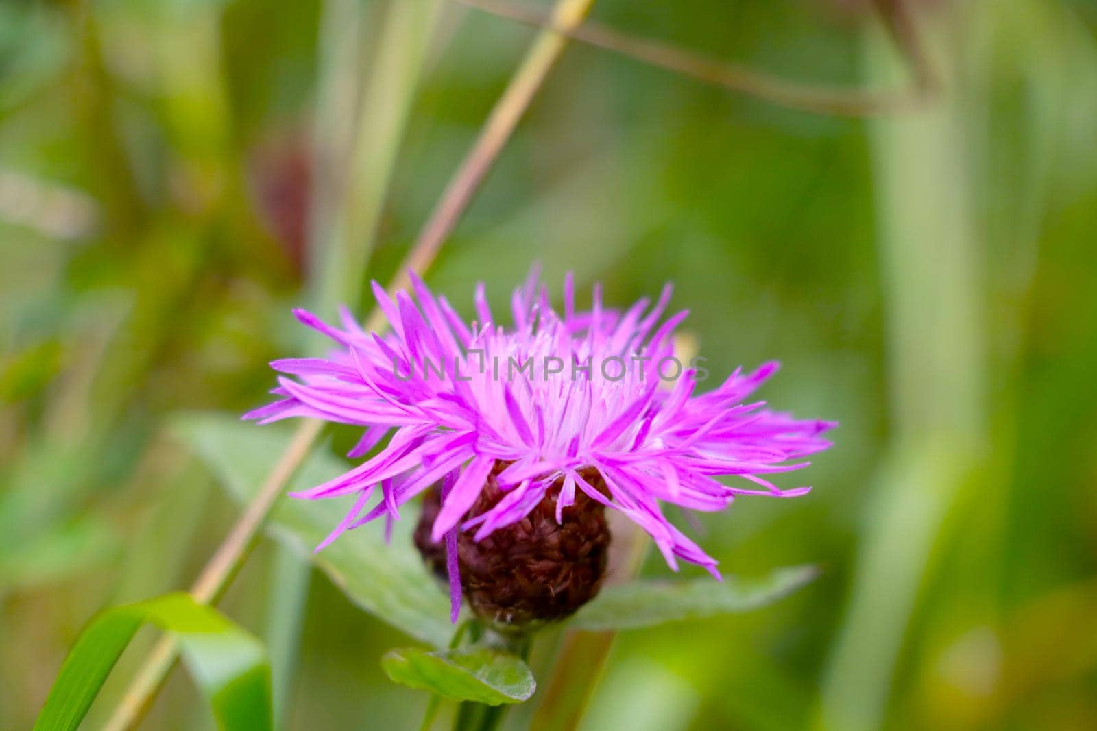 A purple flower of a flowering cornflower in a meadow in the spring. by kip02kas