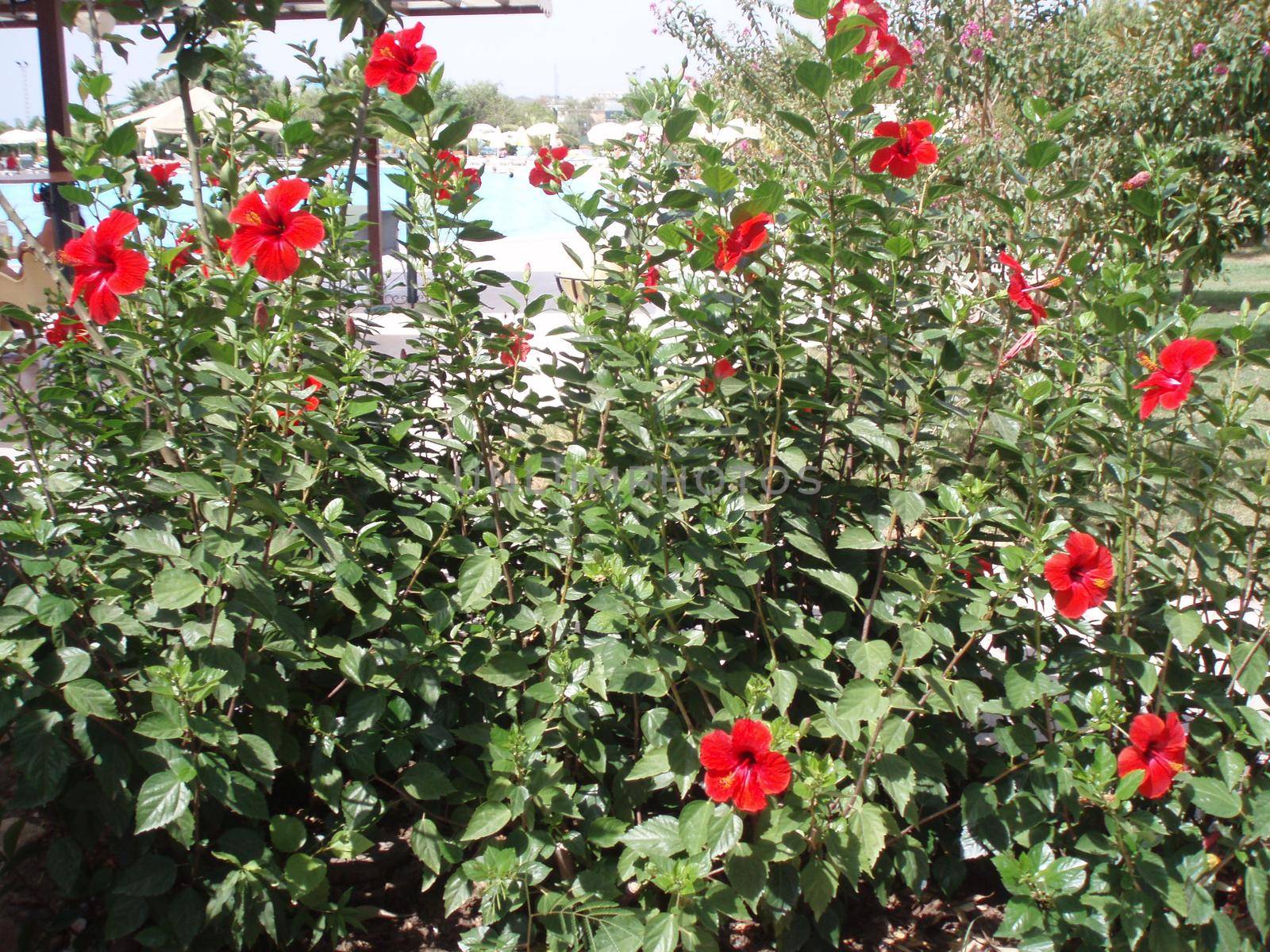 Hibiscus pink Chinese. Chinese Hibiscus, Chinese Rose,