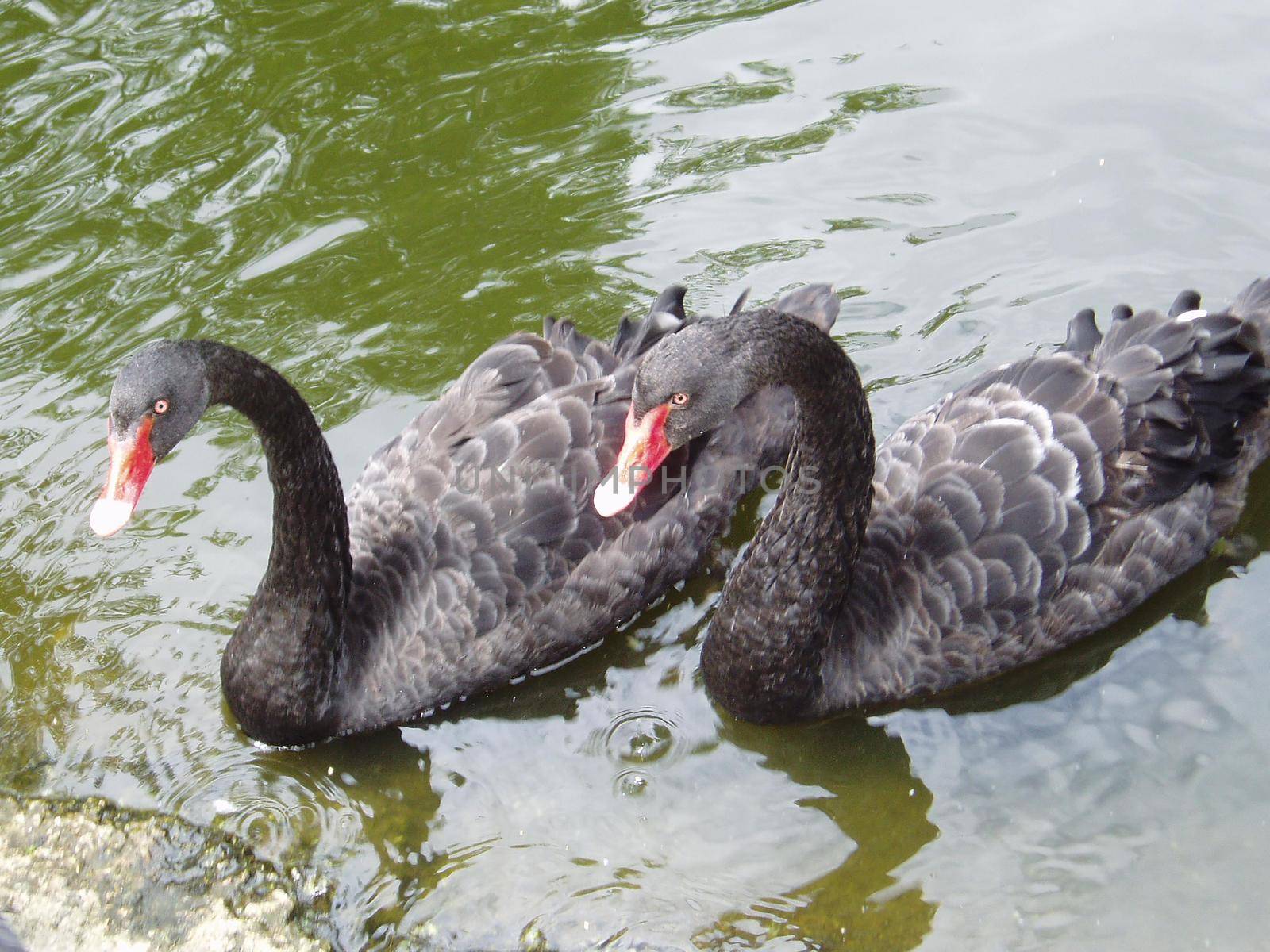 Two black swans (Cygnus atratus) swim on the lake. Scene from the wild. Beautiful black royal birds with red beak, closeup.