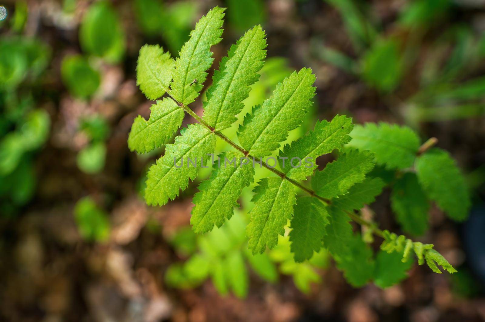 a branch with green ash leaves in the forest