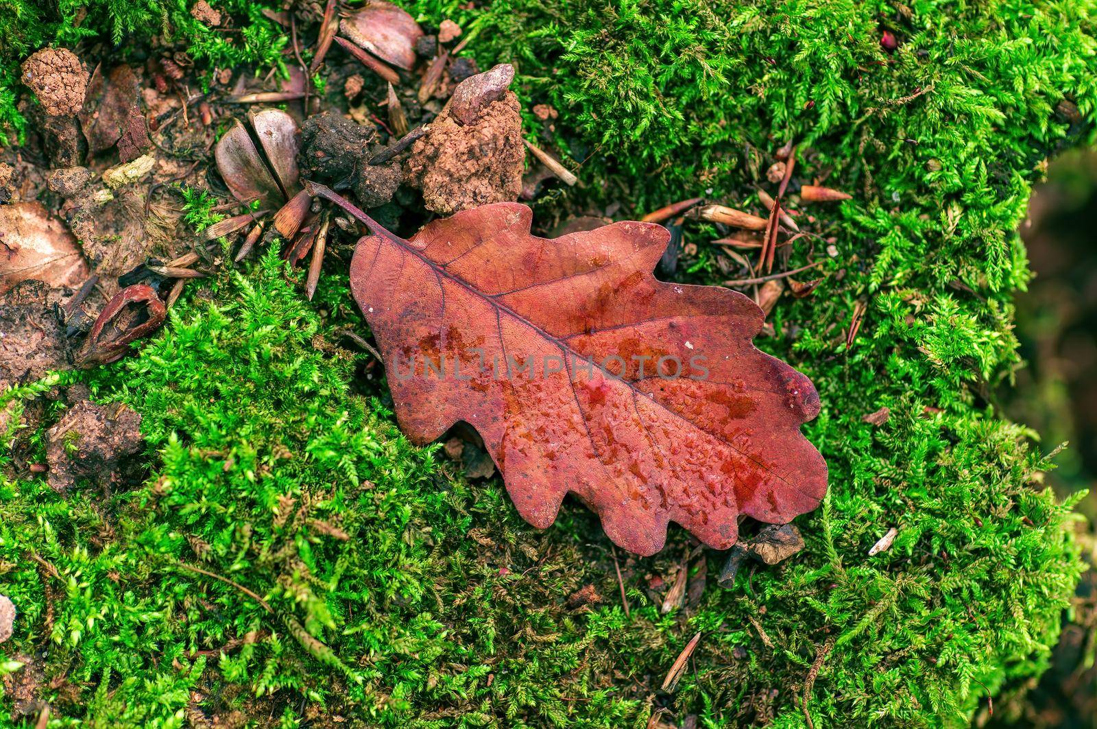 a branch with brown autumn leaves in the forest